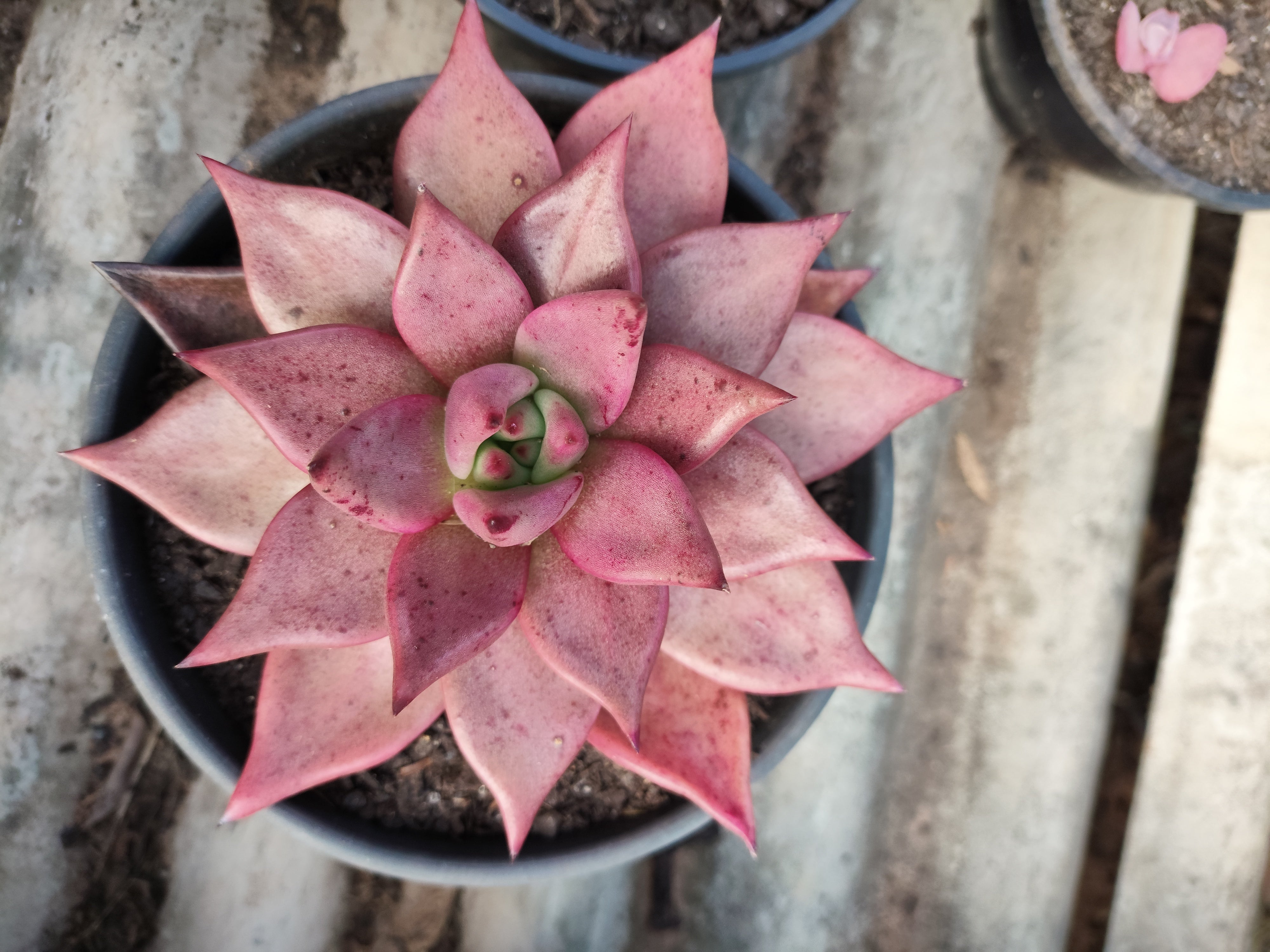 Suculenta Echeveria 'Agavoides ROMEU' N° 70 - Vaso 15