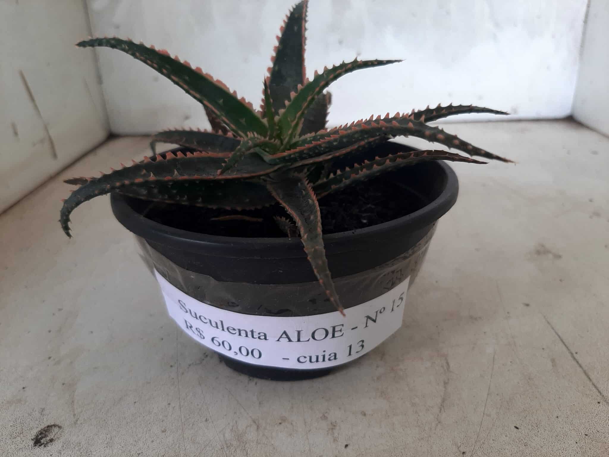 SUCULENTA "ALOE" Nº 15 - cuia 13