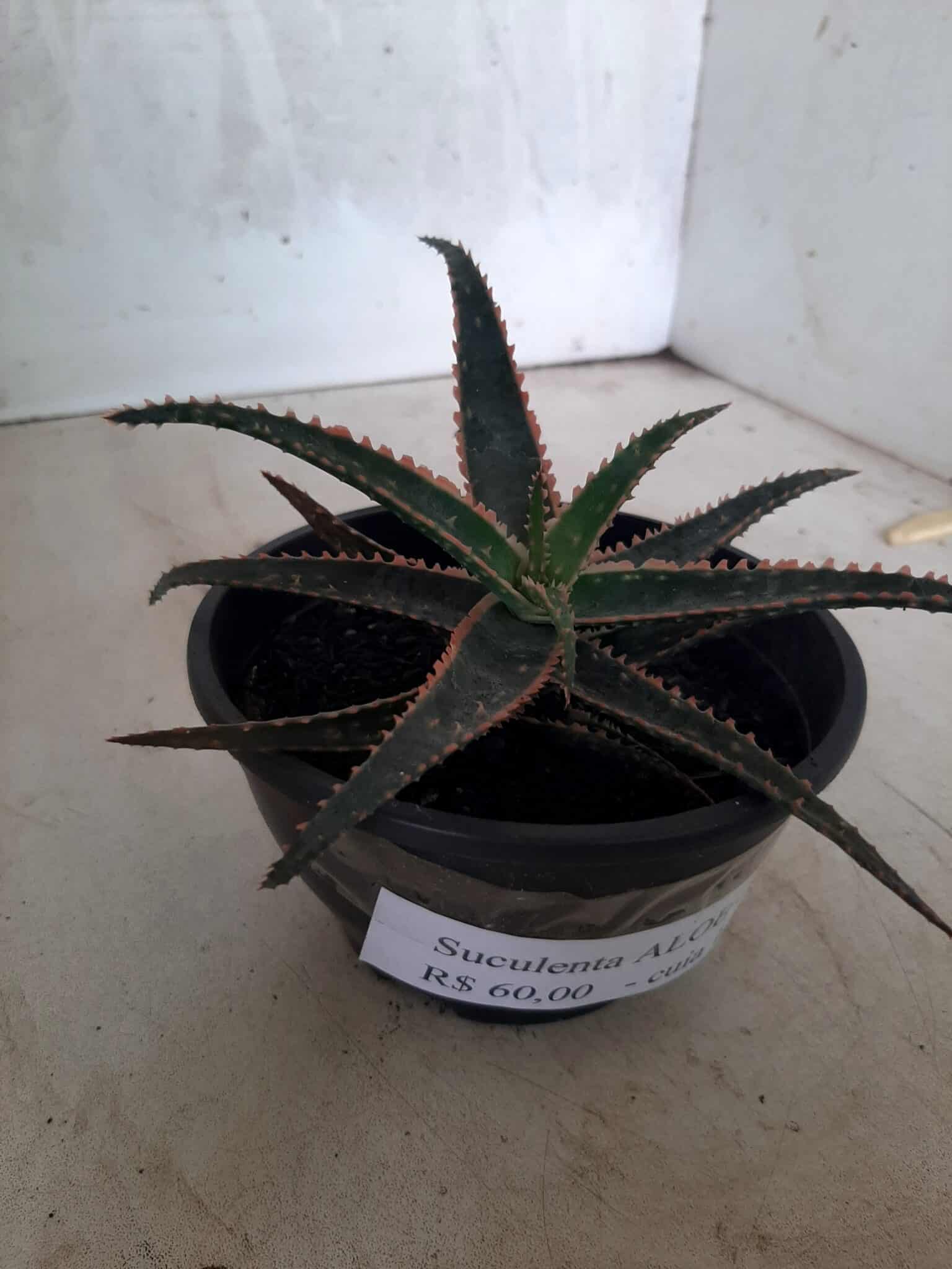 SUCULENTA "ALOE" Nº 15 - cuia 13