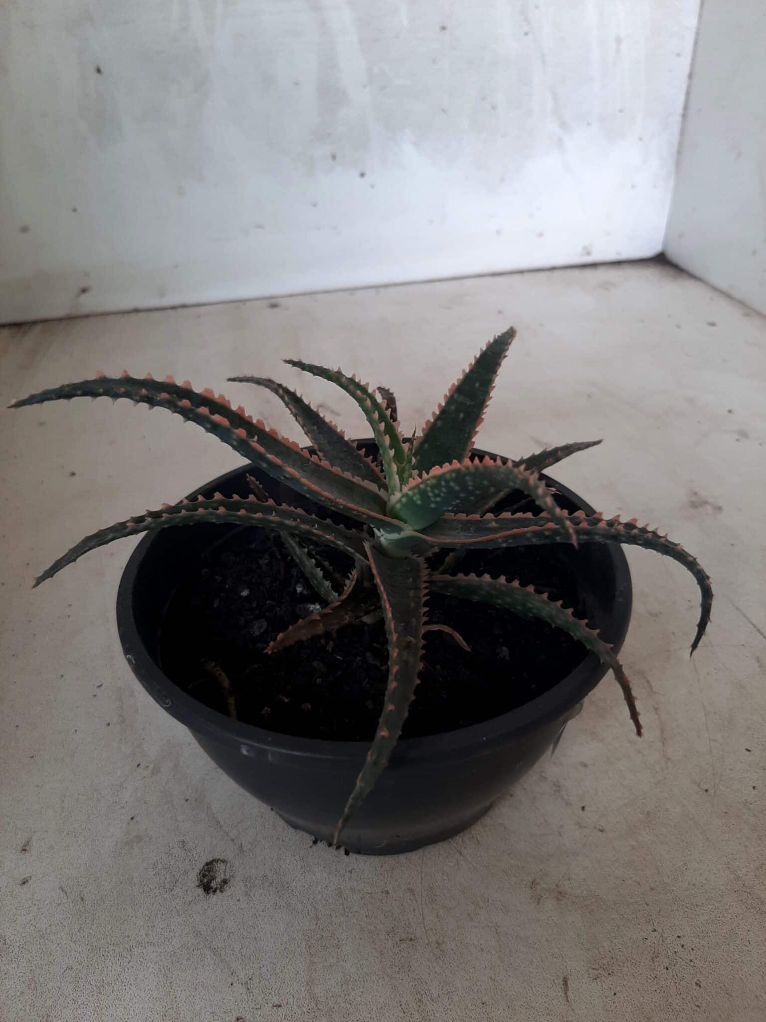 SUCULENTA "ALOE" Nº 15 - cuia 13