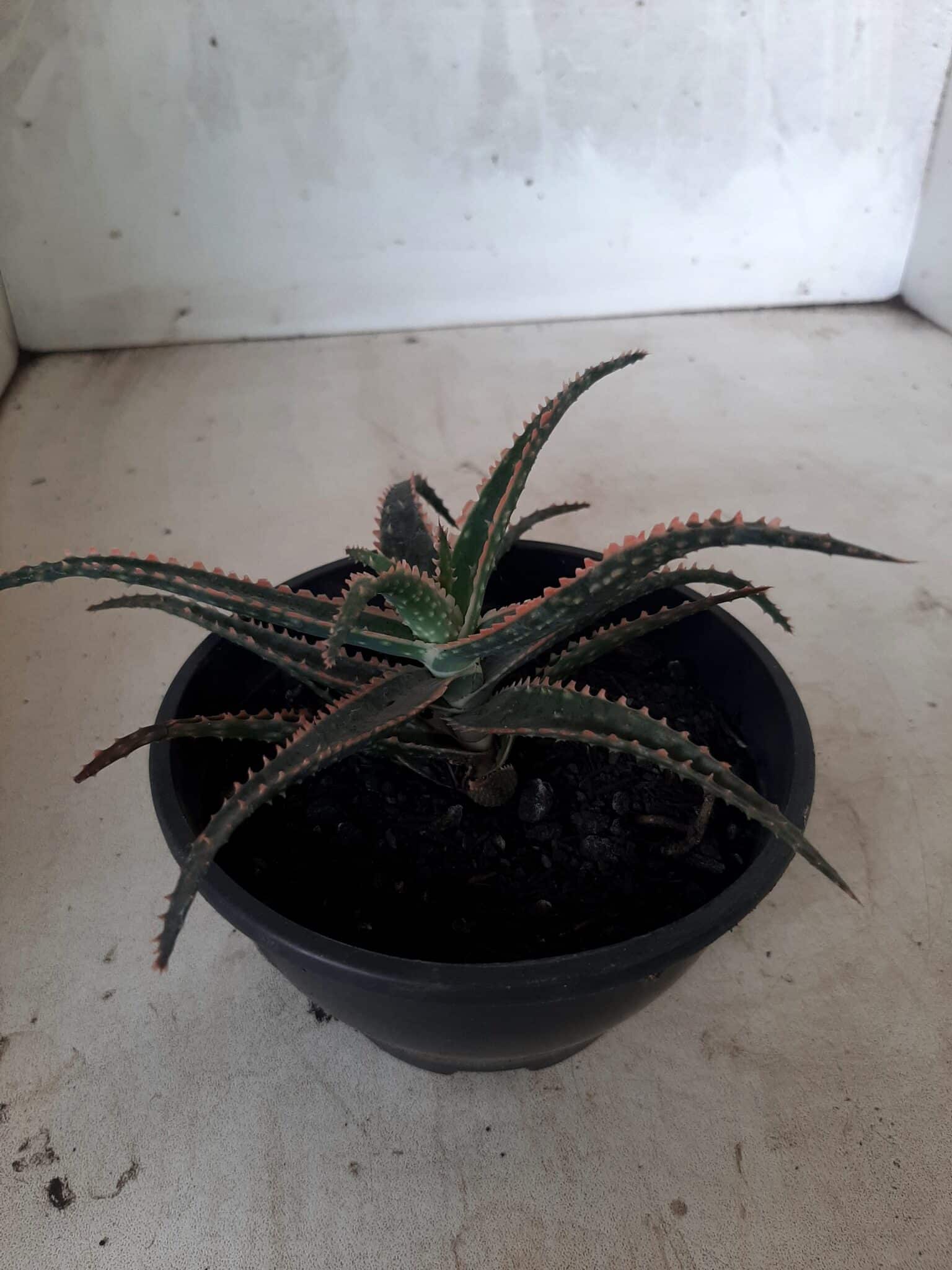 SUCULENTA "ALOE" Nº 15 - cuia 13