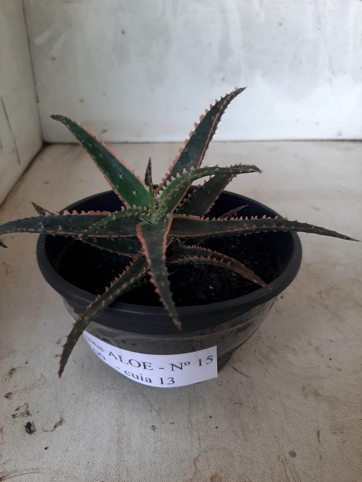 SUCULENTA "ALOE" Nº 15 - cuia 13