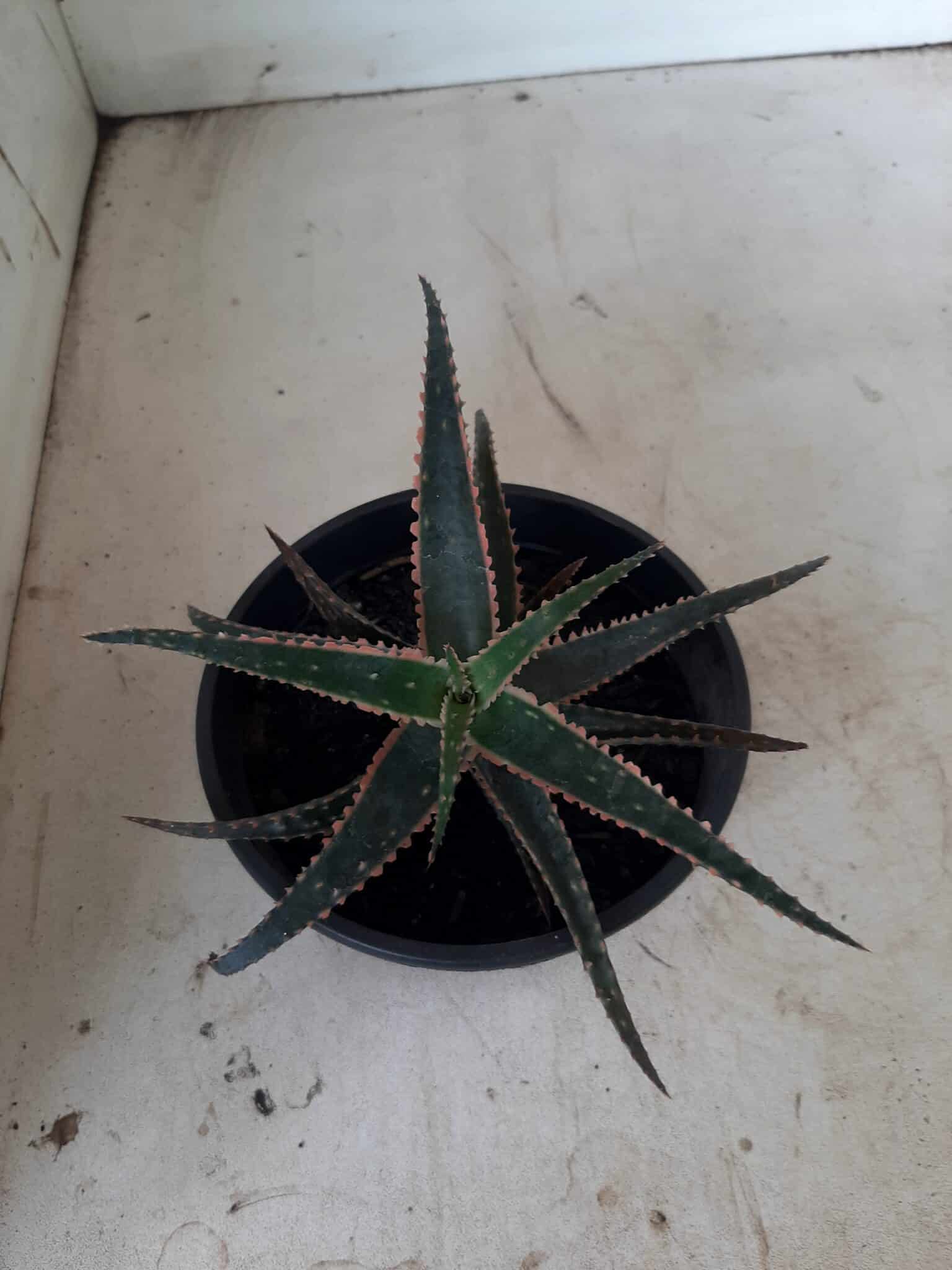 SUCULENTA "ALOE" Nº 15 - cuia 13