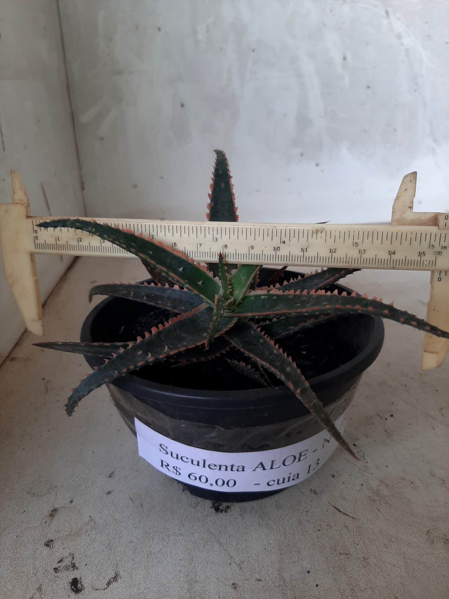 SUCULENTA "ALOE" Nº 15 - cuia 13