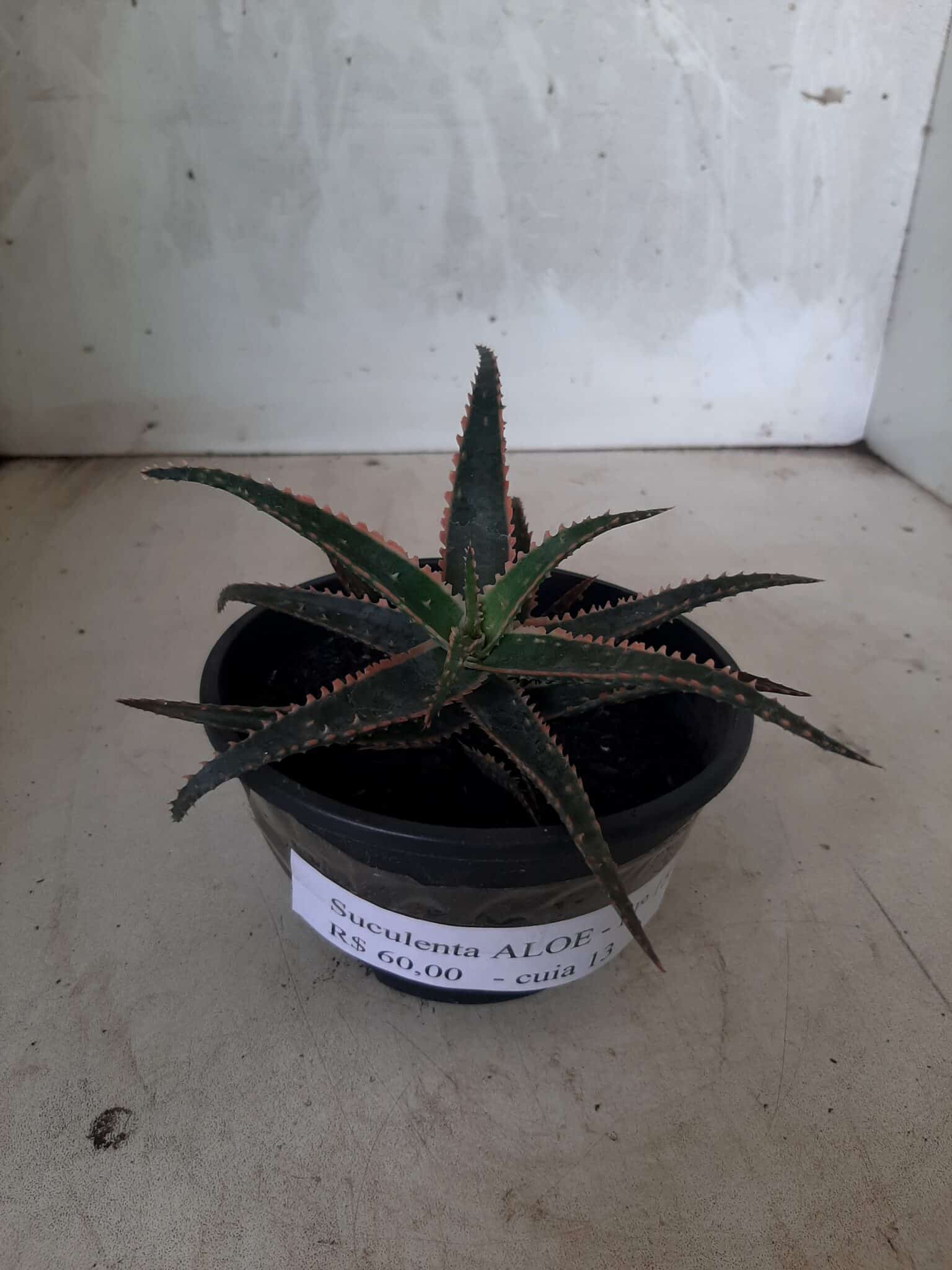 SUCULENTA "ALOE" Nº 15 - cuia 13