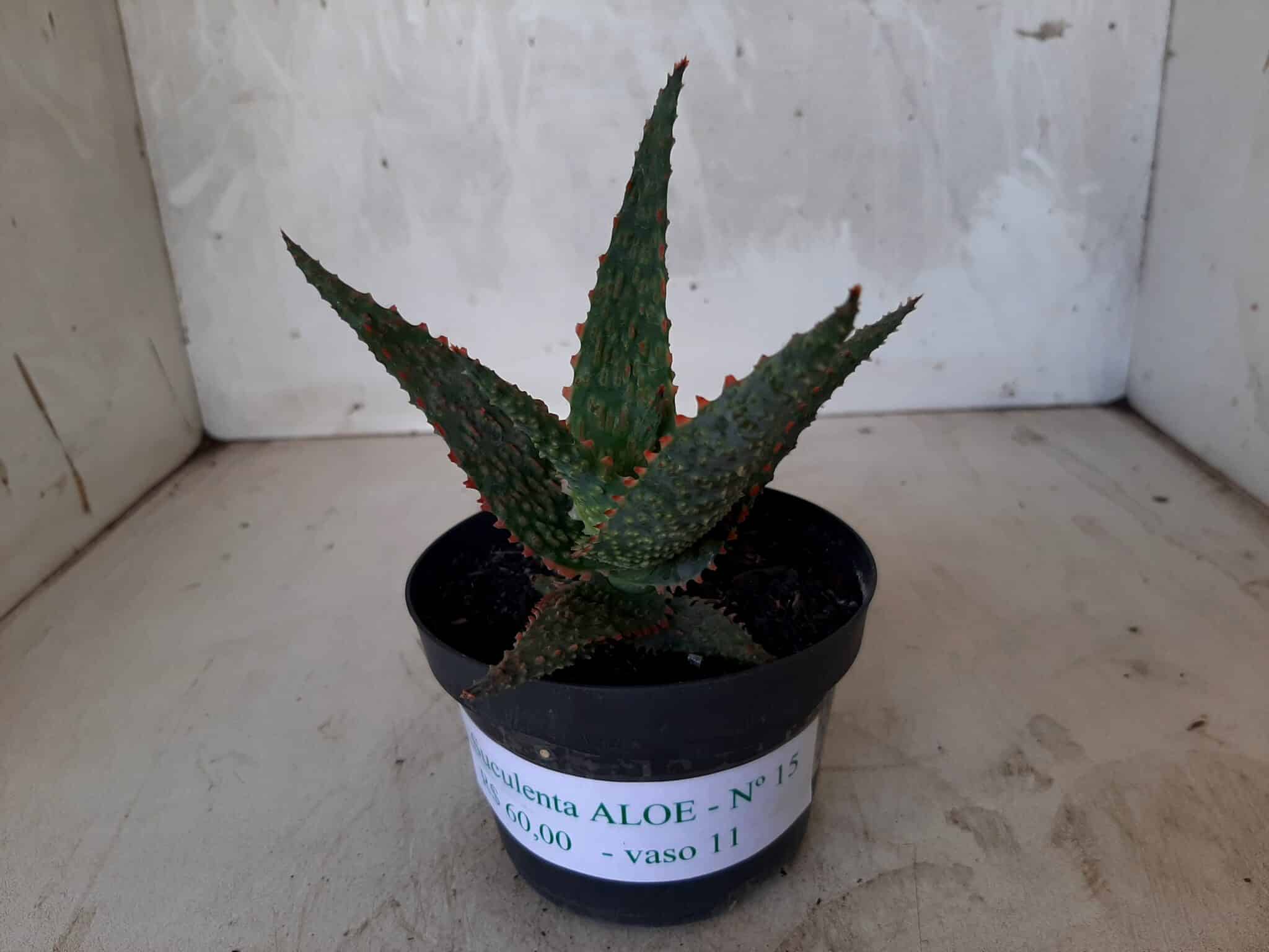 SUCULENTA "ALOE" Nº 15 - vaso 11
