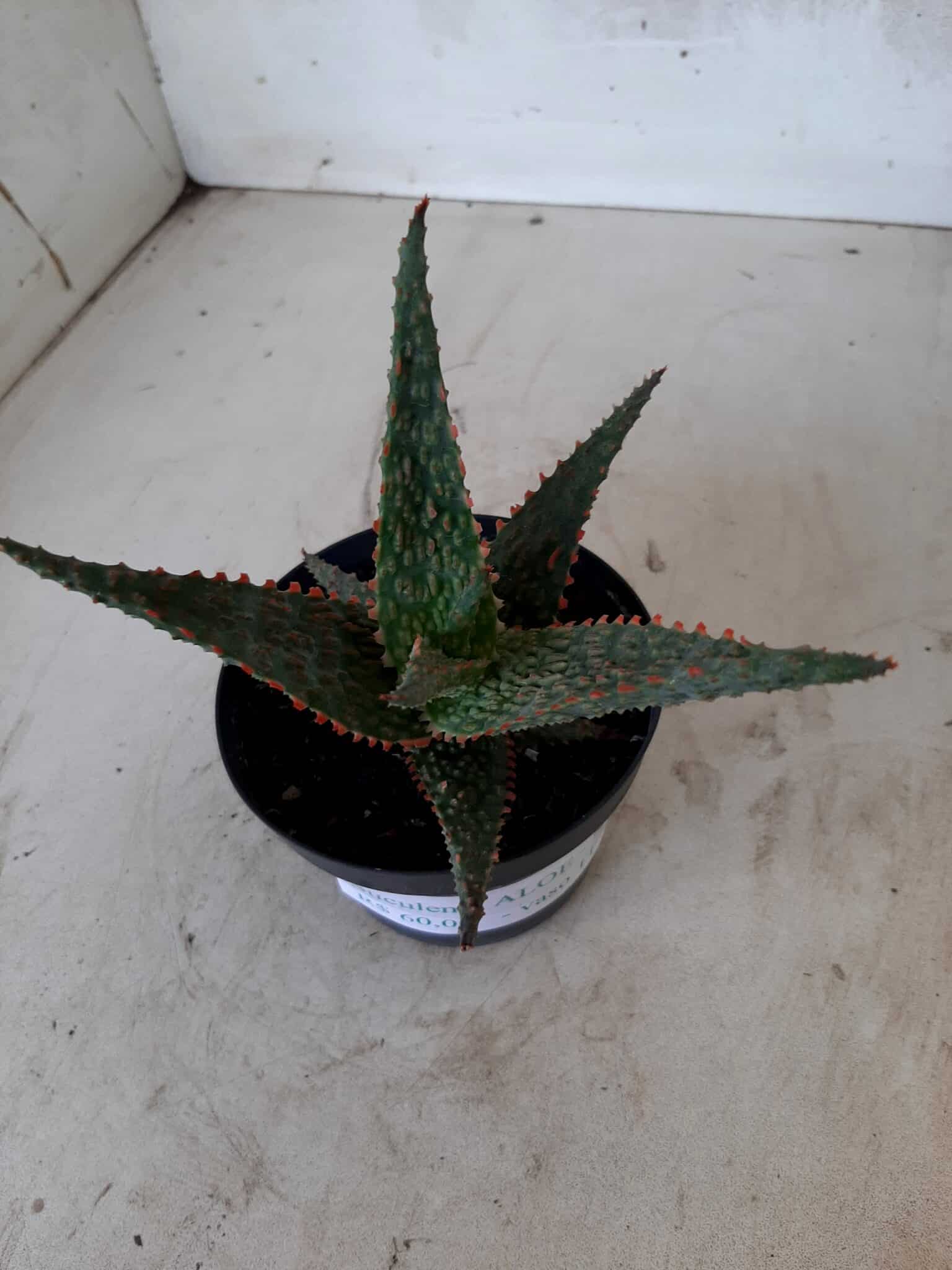 SUCULENTA "ALOE" Nº 15 - vaso 11
