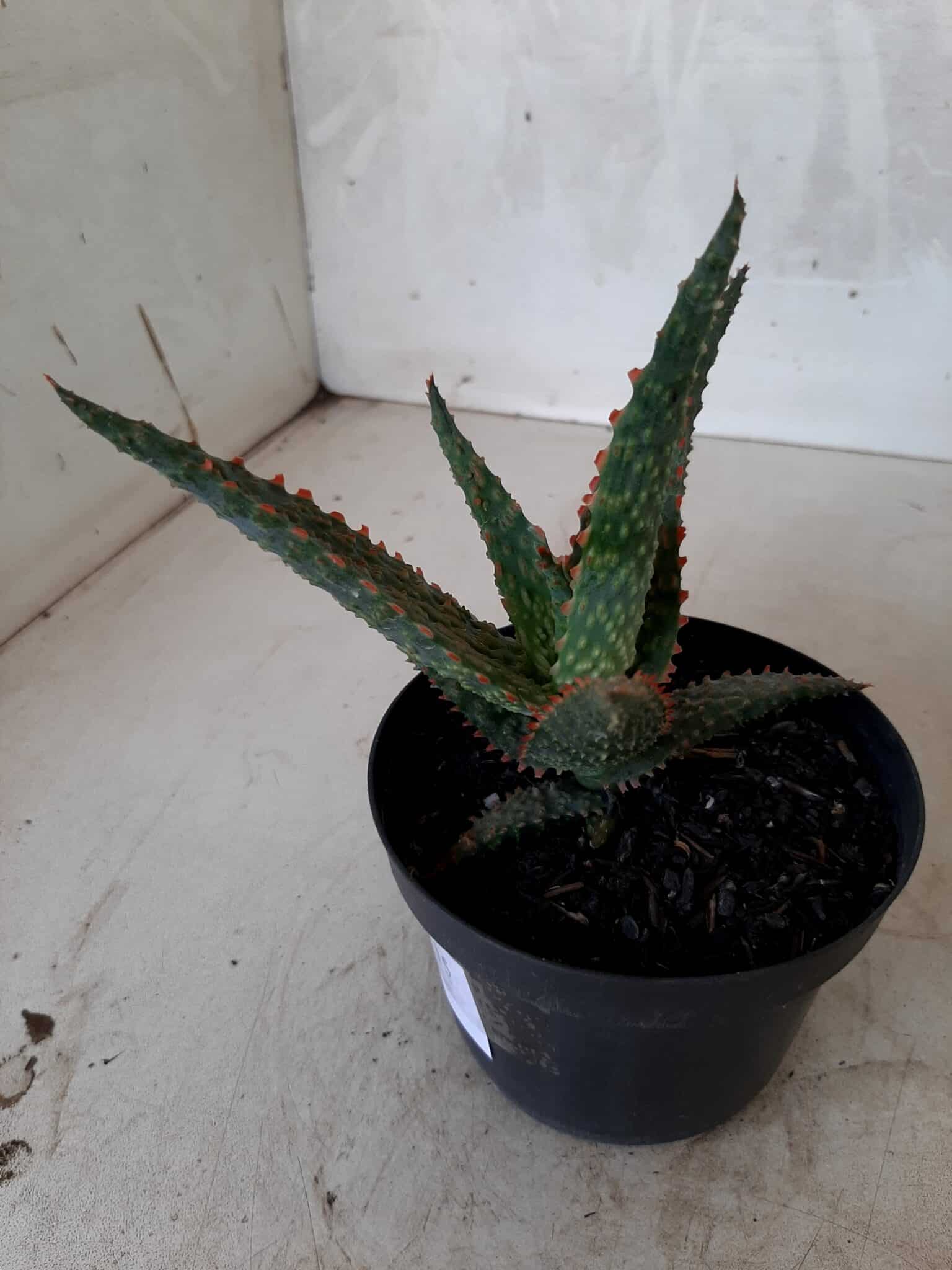 SUCULENTA "ALOE" Nº 15 - vaso 11