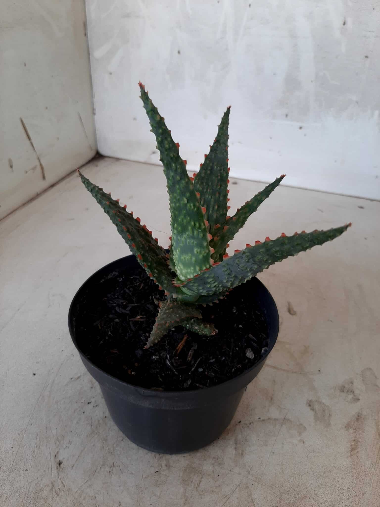 SUCULENTA "ALOE" Nº 15 - vaso 11