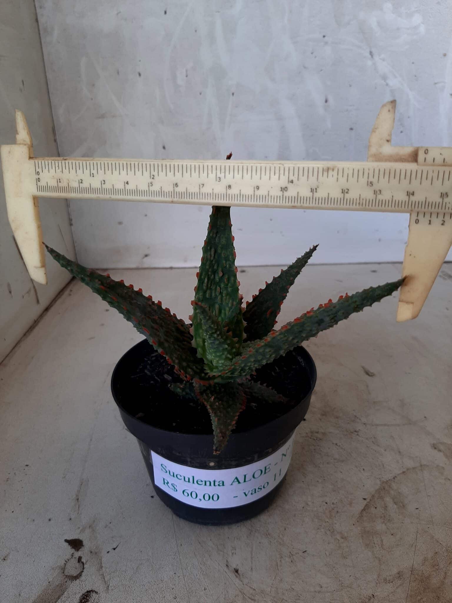 SUCULENTA "ALOE" Nº 15 - vaso 11