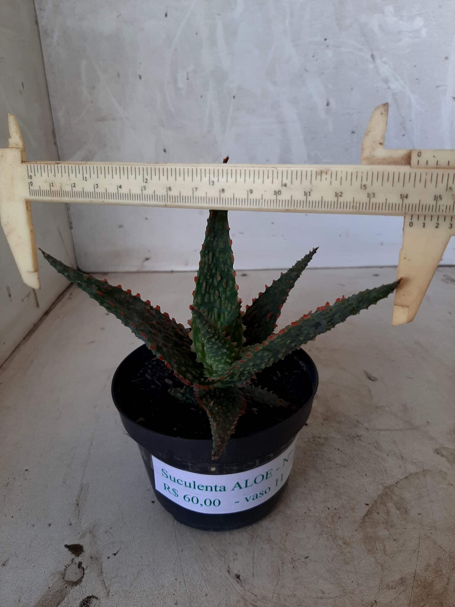 SUCULENTA "ALOE" Nº 15 - vaso 11