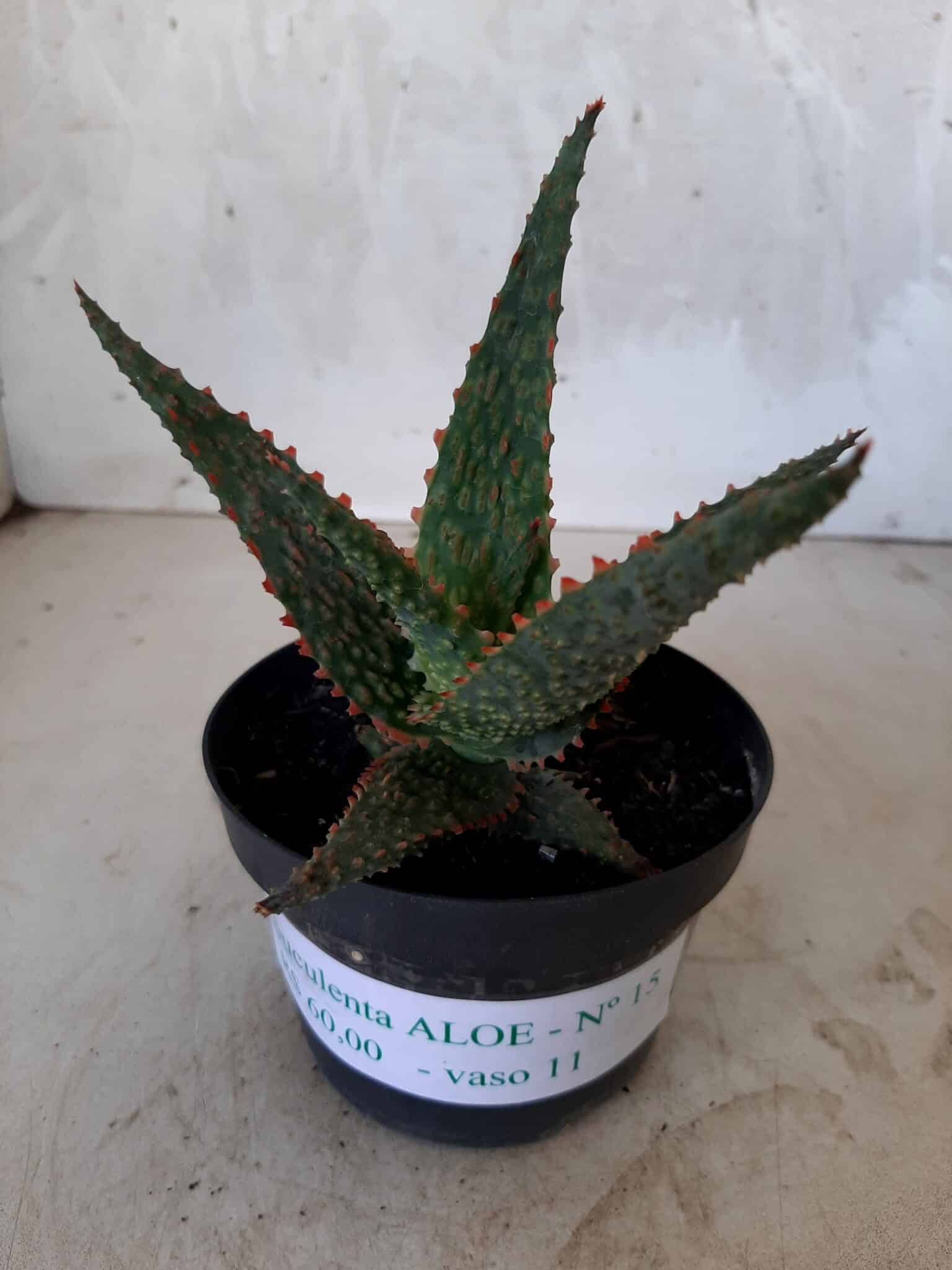 SUCULENTA "ALOE" Nº 15 - vaso 11