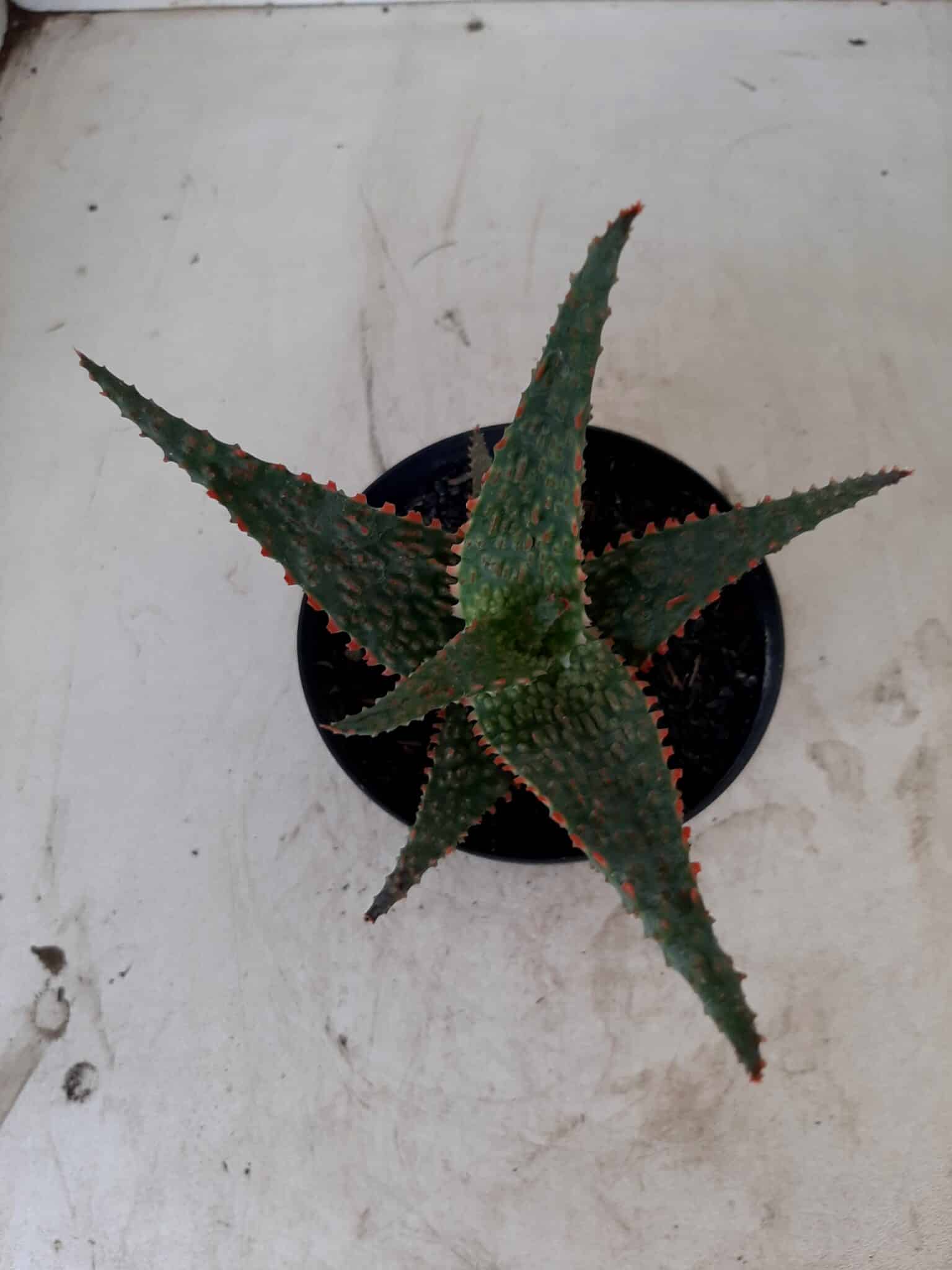 SUCULENTA "ALOE" Nº 15 - vaso 11