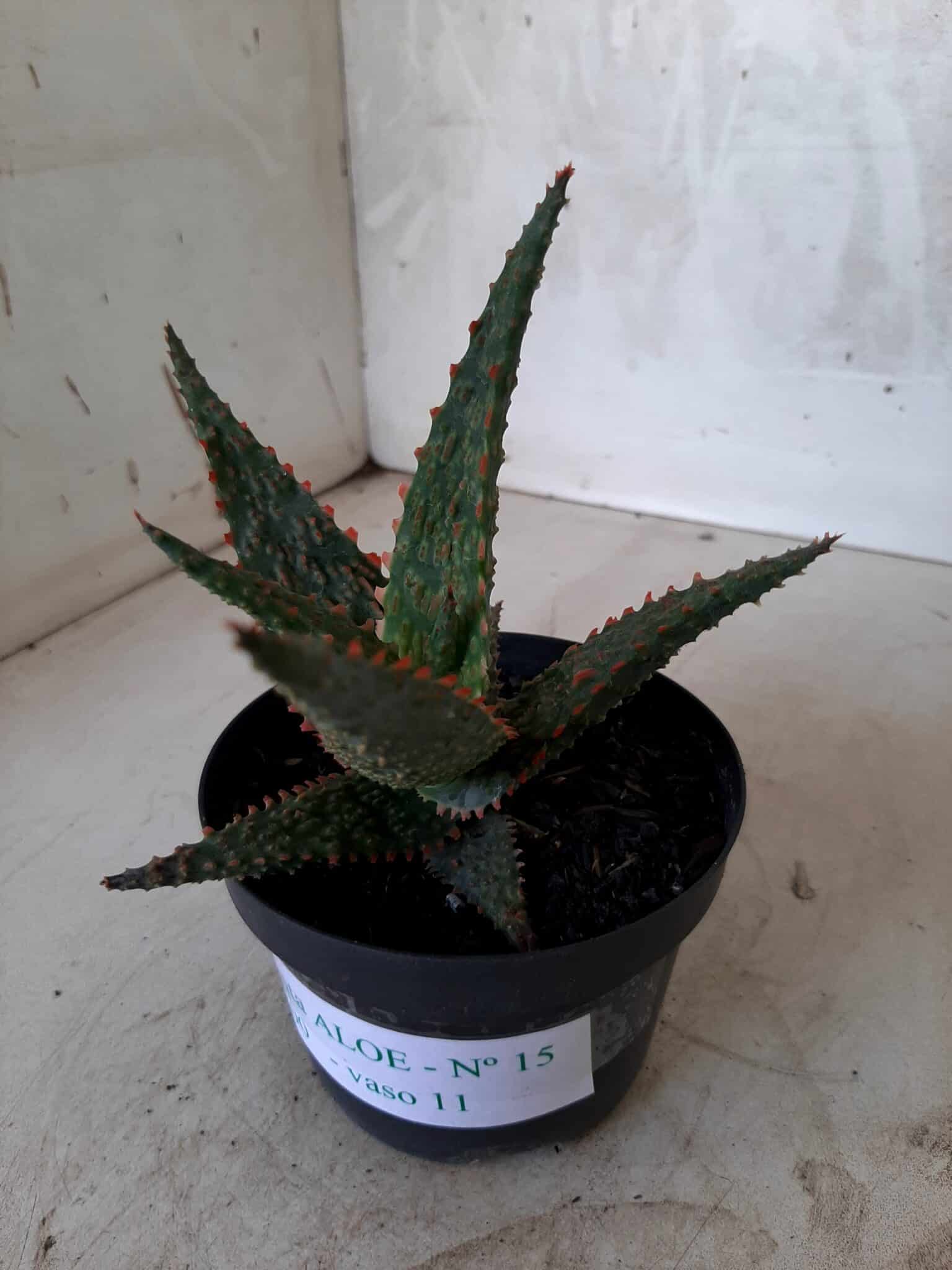 SUCULENTA "ALOE" Nº 15 - vaso 11