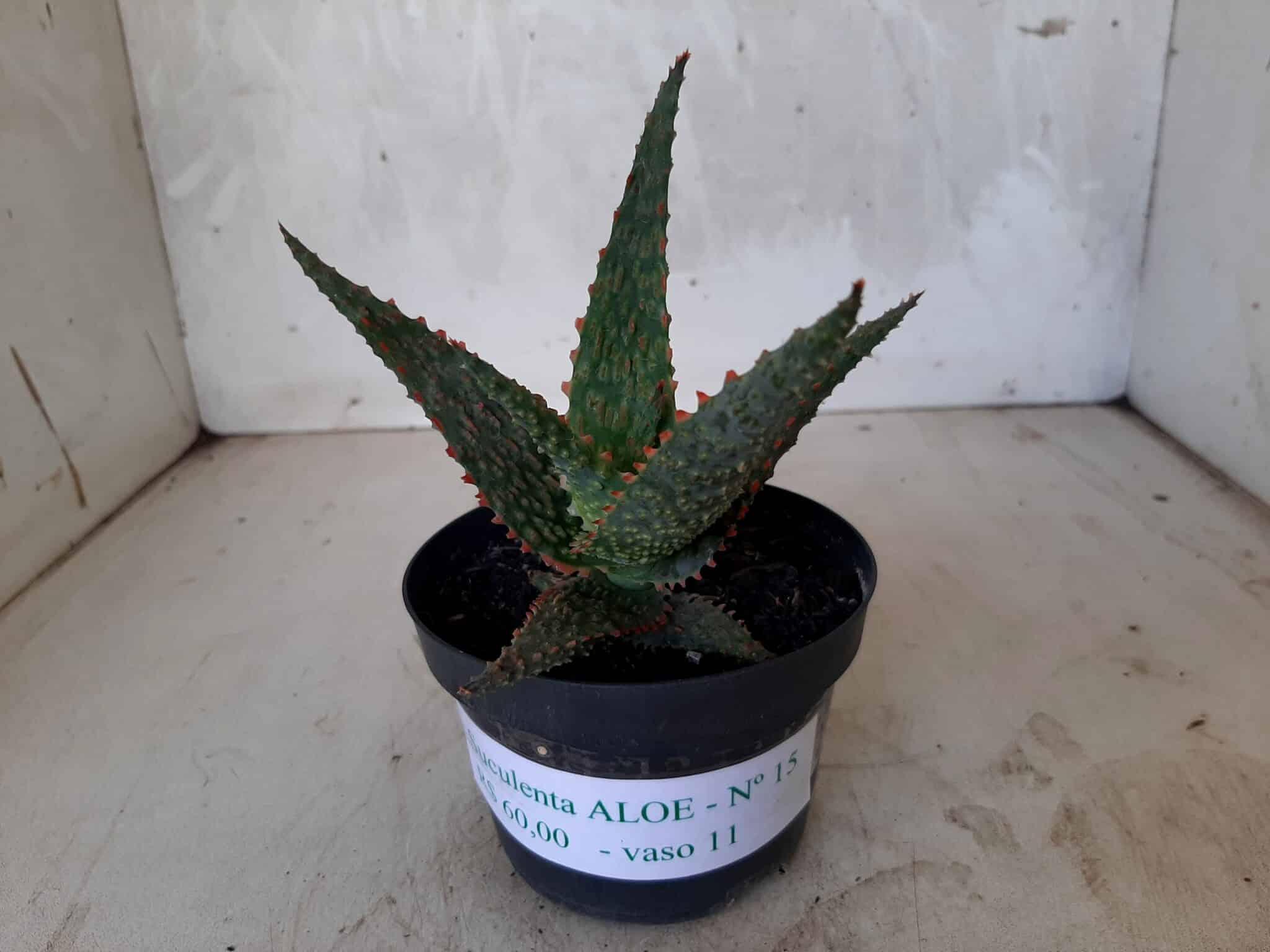 SUCULENTA "ALOE" Nº 15 - vaso 11