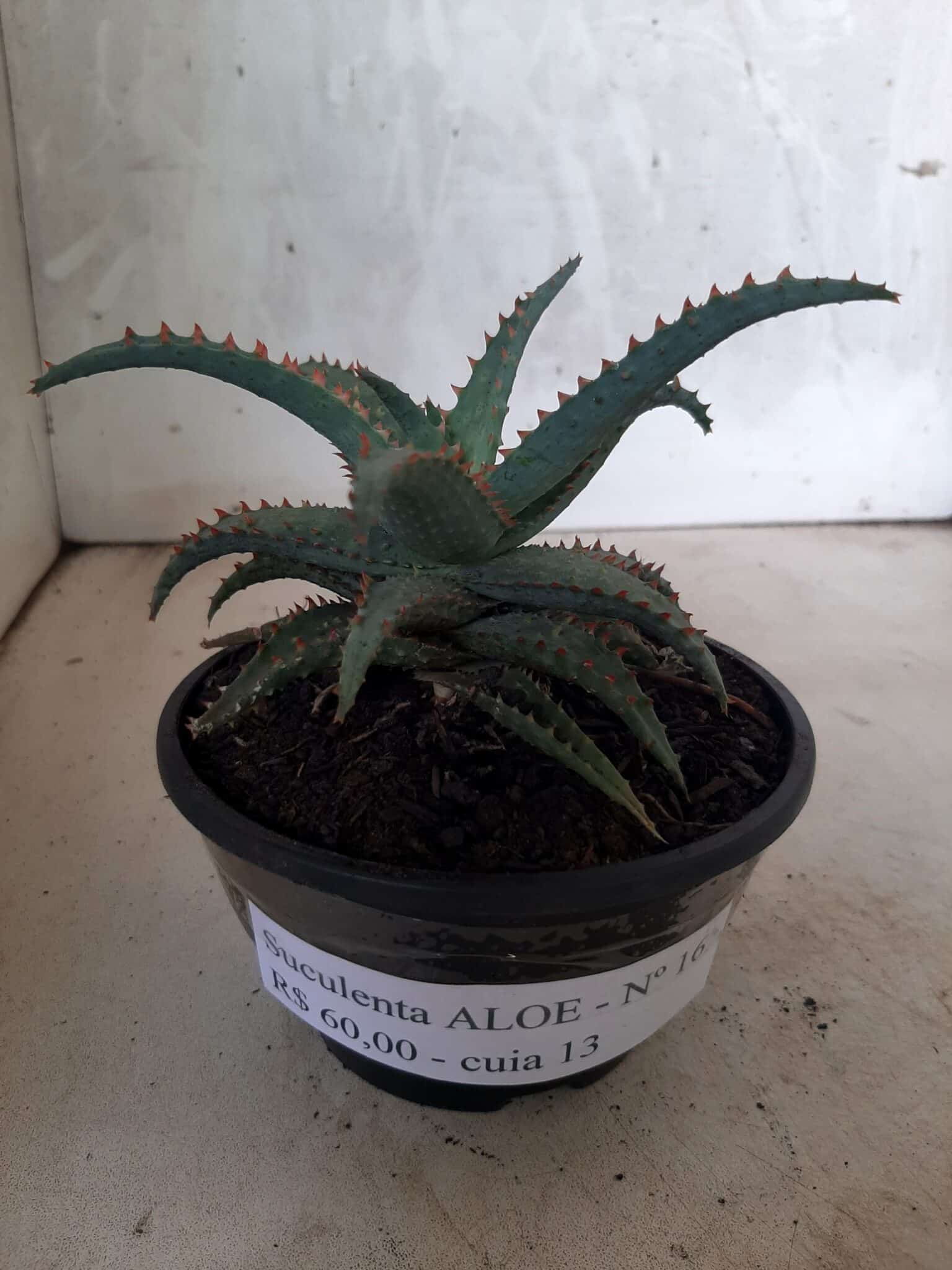SUCULENTA "ALOE" Nº 16 - cuia 13