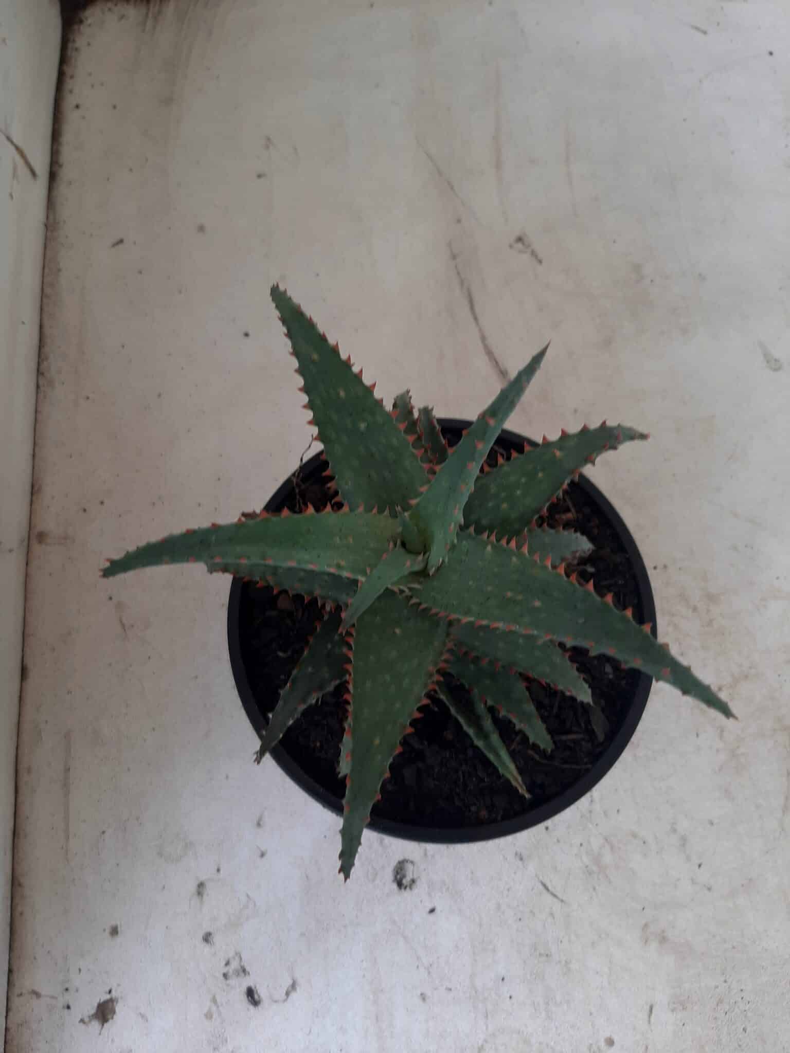 SUCULENTA "ALOE" Nº 16 - cuia 13