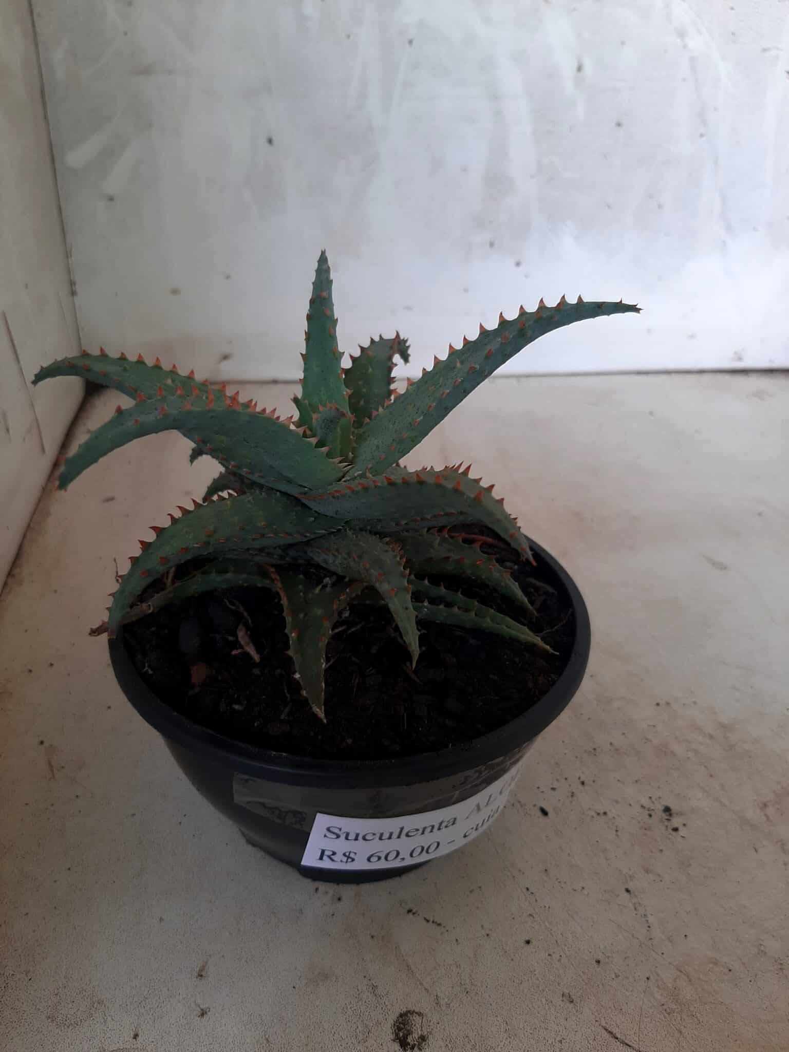 SUCULENTA "ALOE" Nº 16 - cuia 13