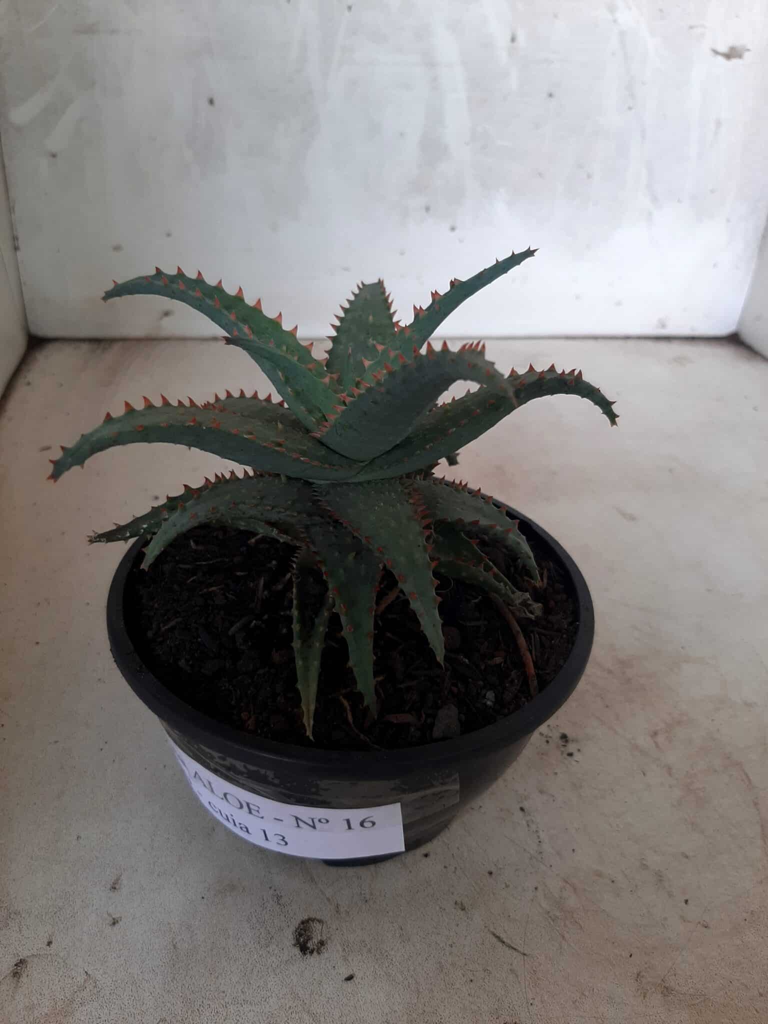 SUCULENTA "ALOE" Nº 16 - cuia 13