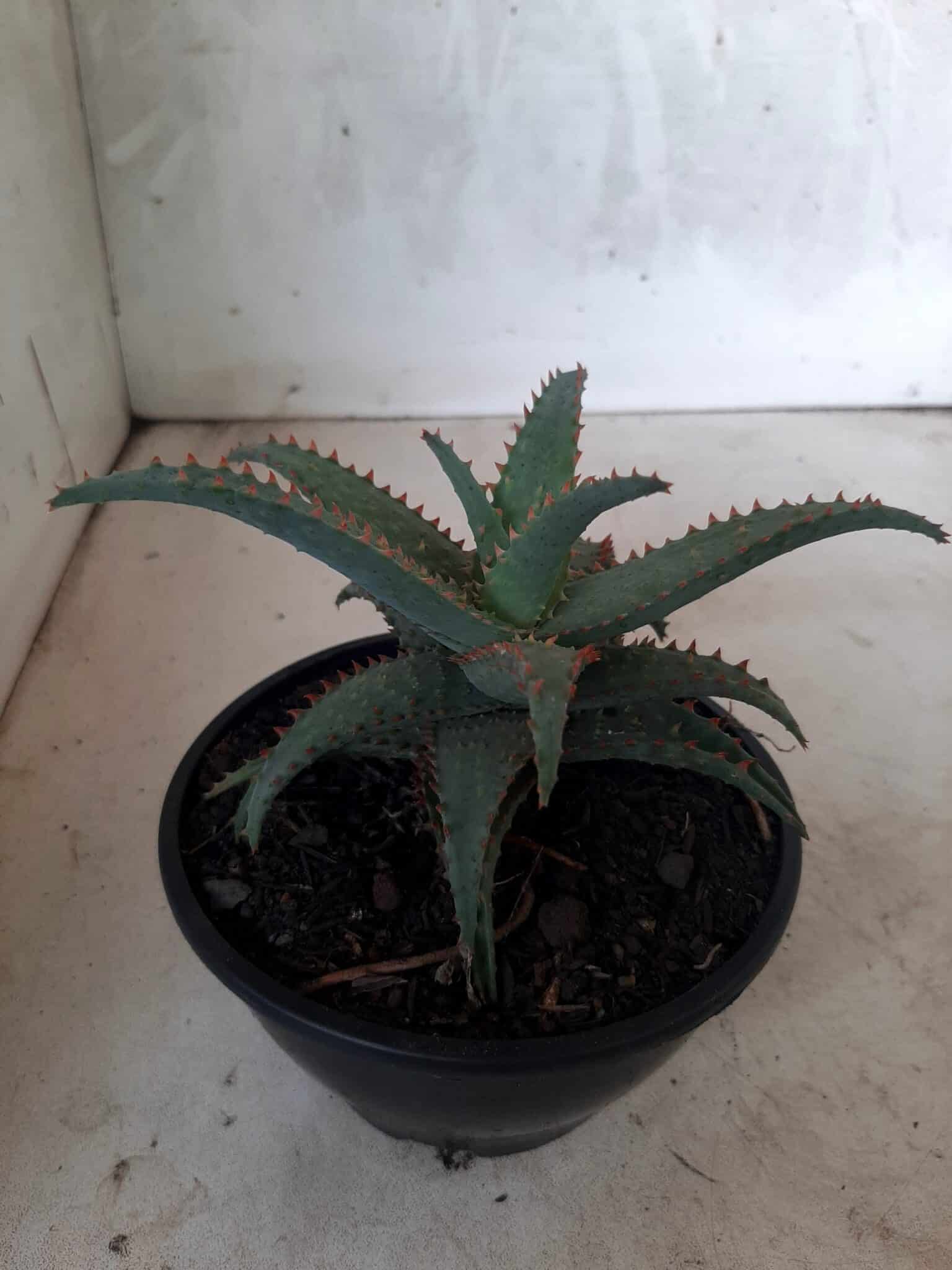 SUCULENTA "ALOE" Nº 16 - cuia 13