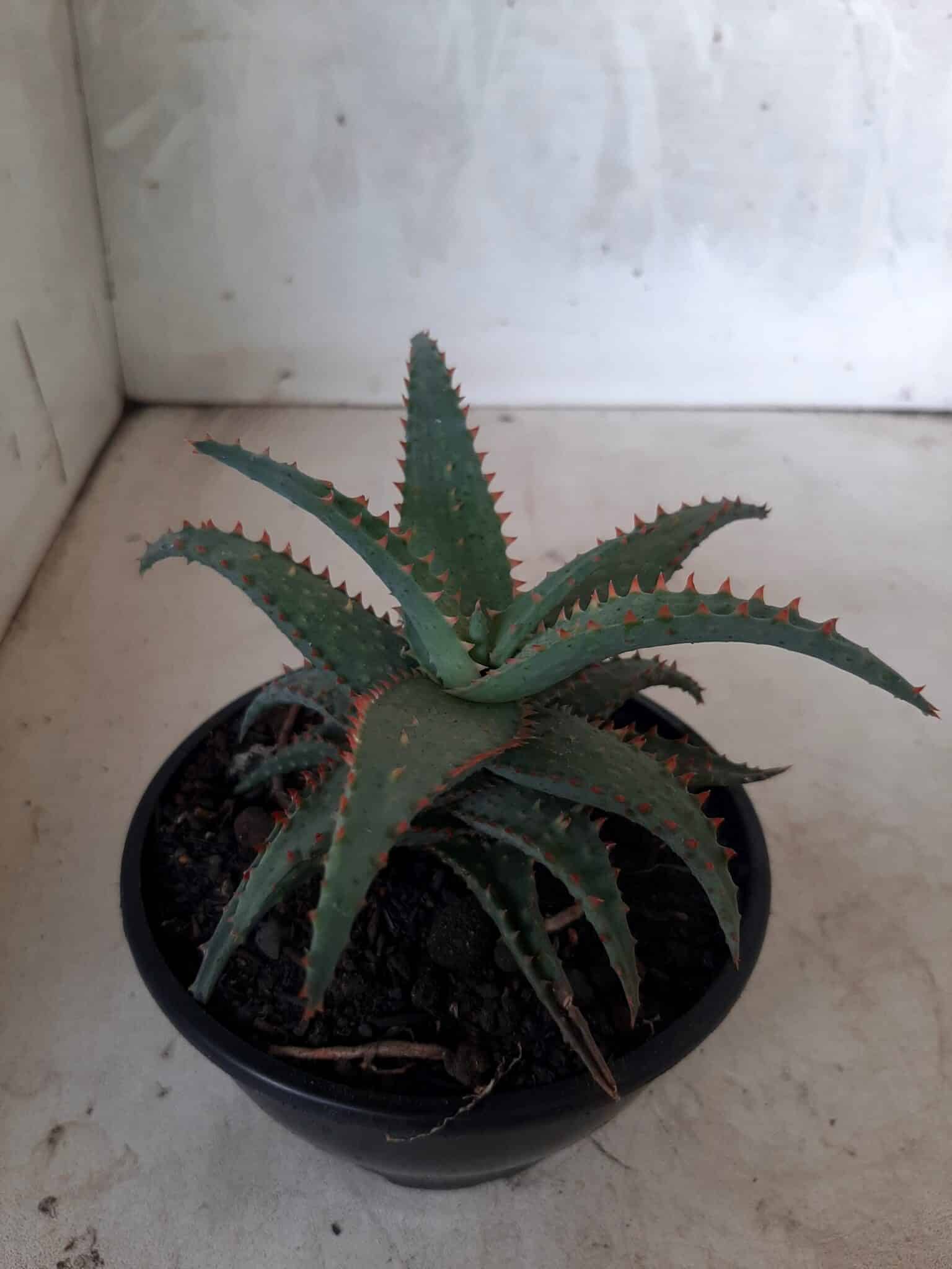 SUCULENTA "ALOE" Nº 16 - cuia 13