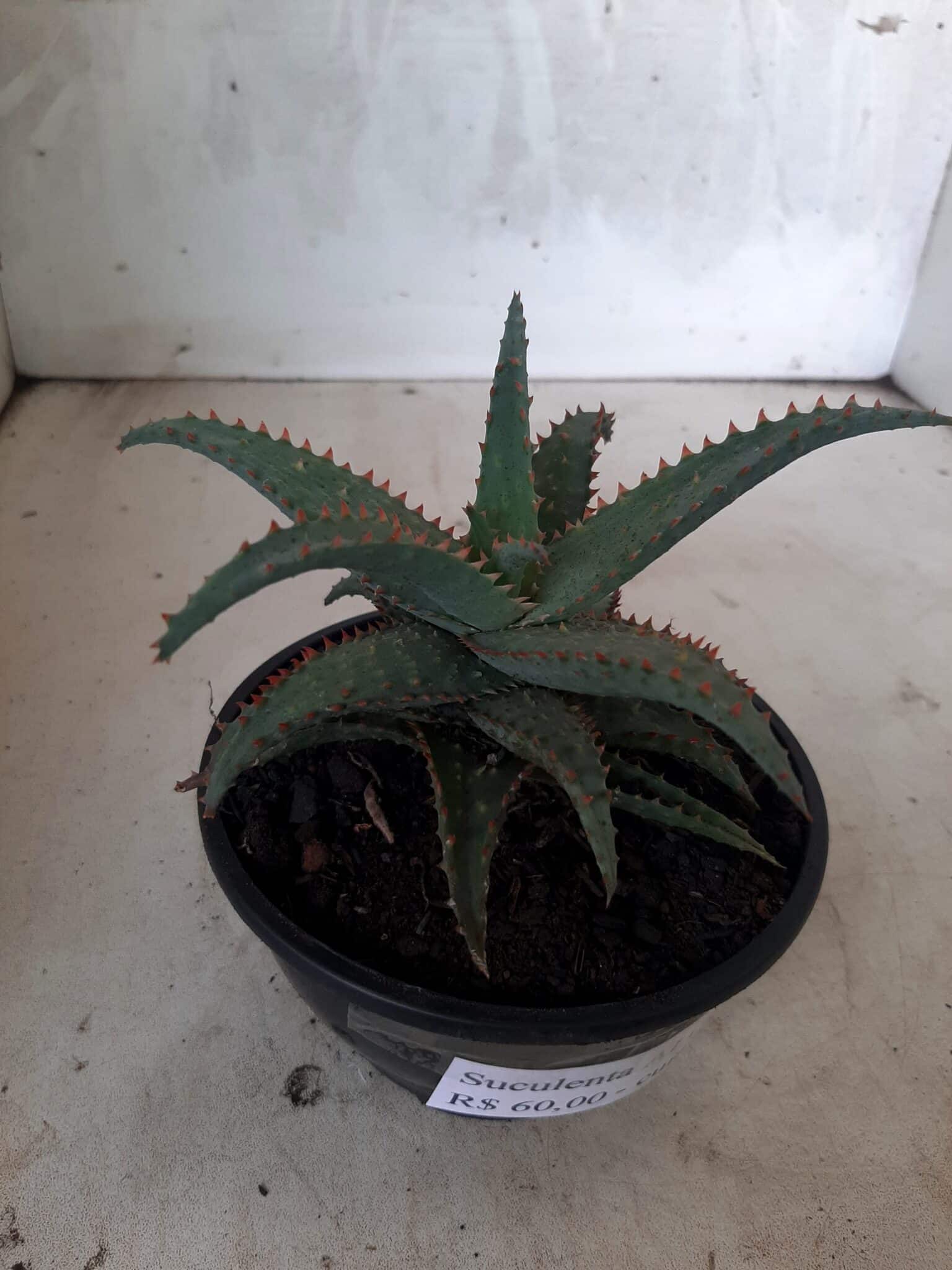SUCULENTA "ALOE" Nº 16 - cuia 13