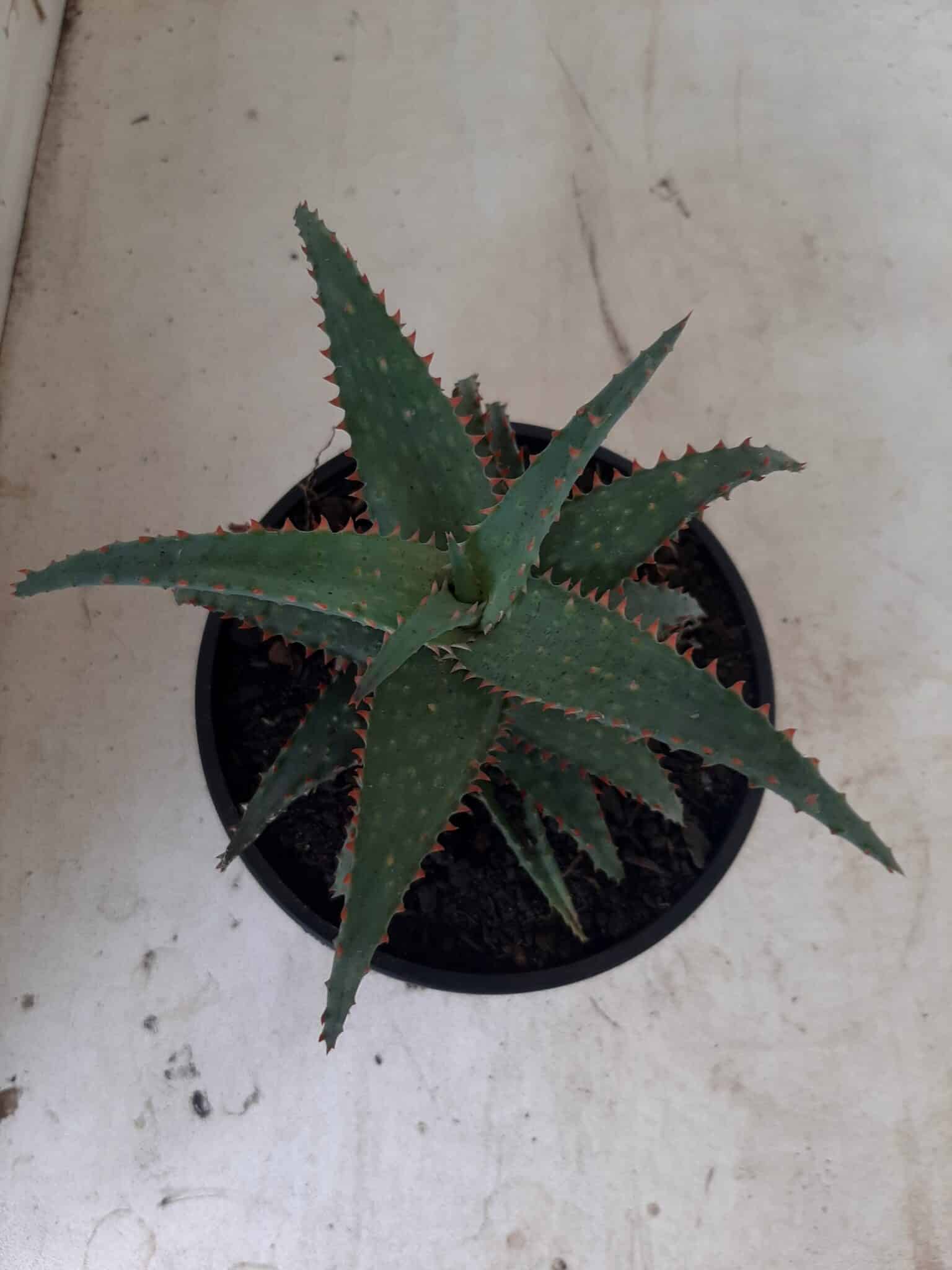 SUCULENTA "ALOE" Nº 16 - cuia 13