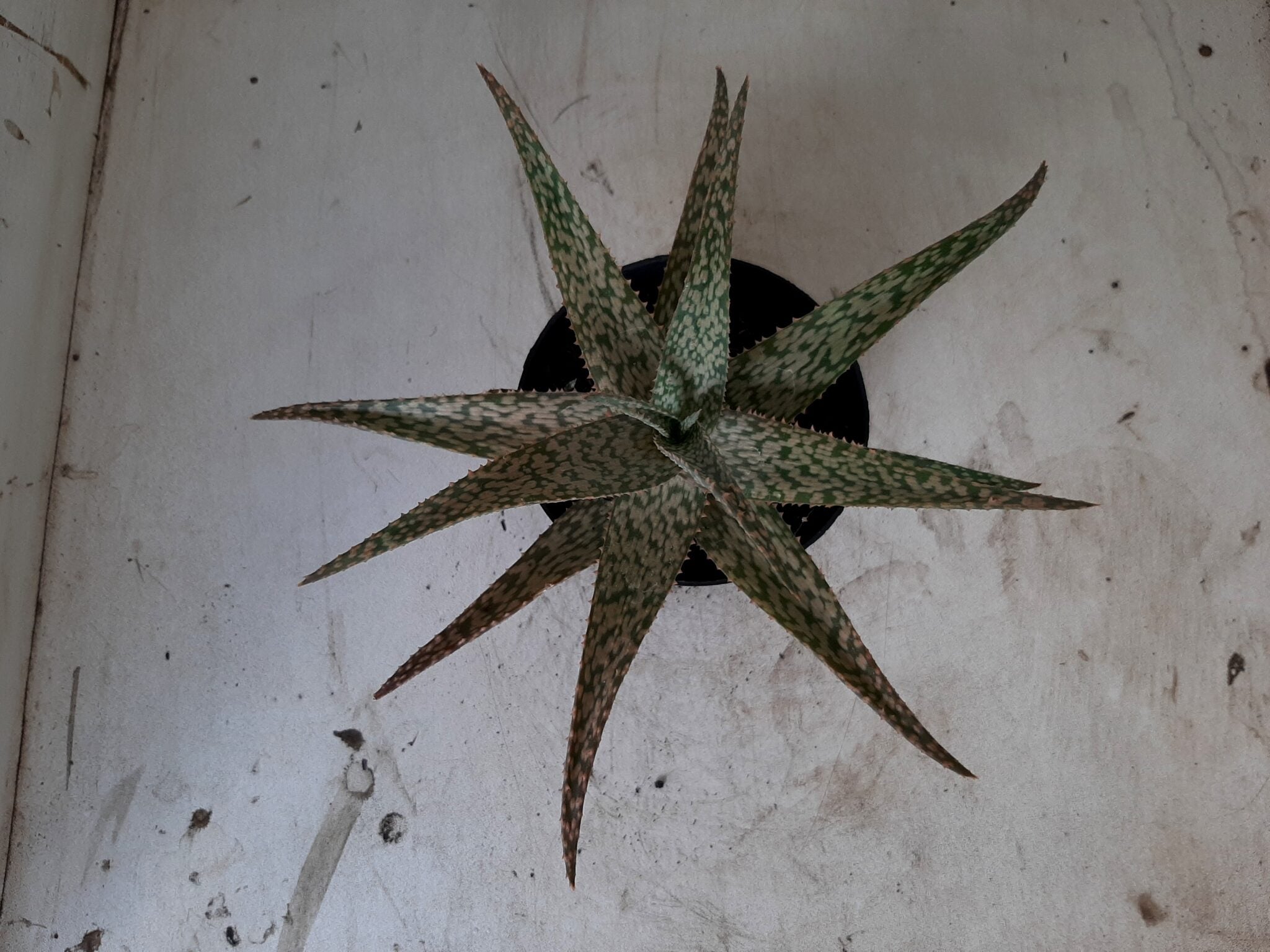 SUCULENTA "ALOE" Nº 17 - vaso 11