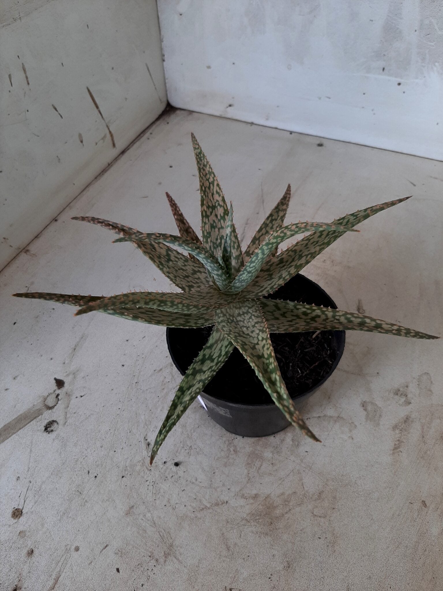 SUCULENTA "ALOE" Nº 17 - vaso 11