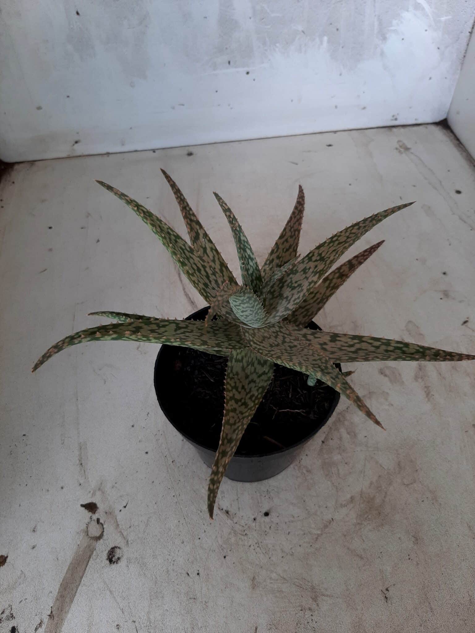 SUCULENTA "ALOE" Nº 17 - vaso 11