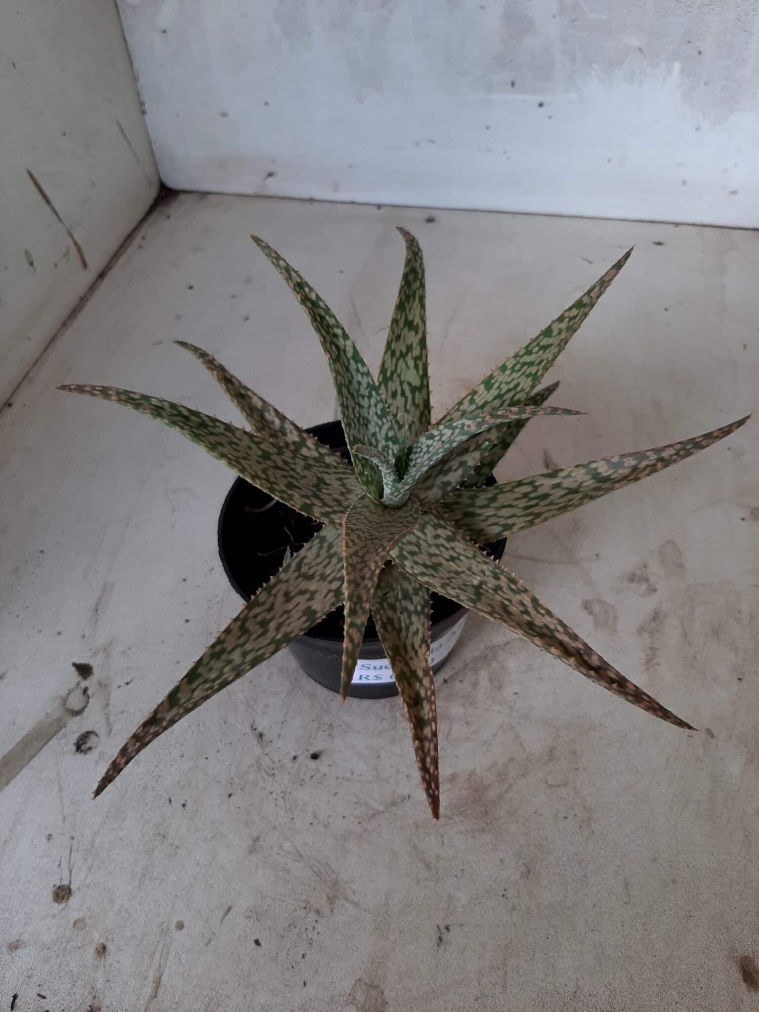 SUCULENTA "ALOE" Nº 17 - vaso 11