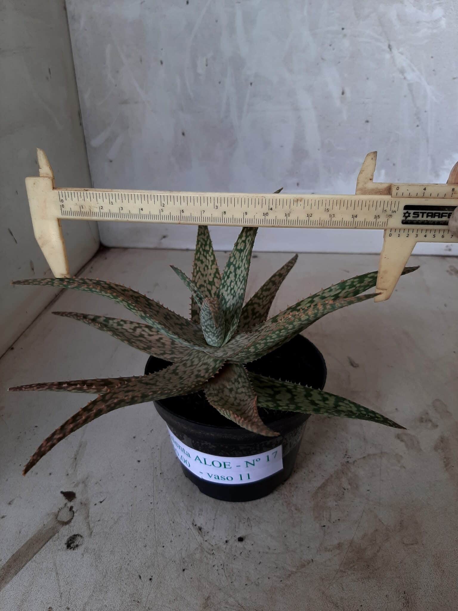 SUCULENTA "ALOE" Nº 17 - vaso 11