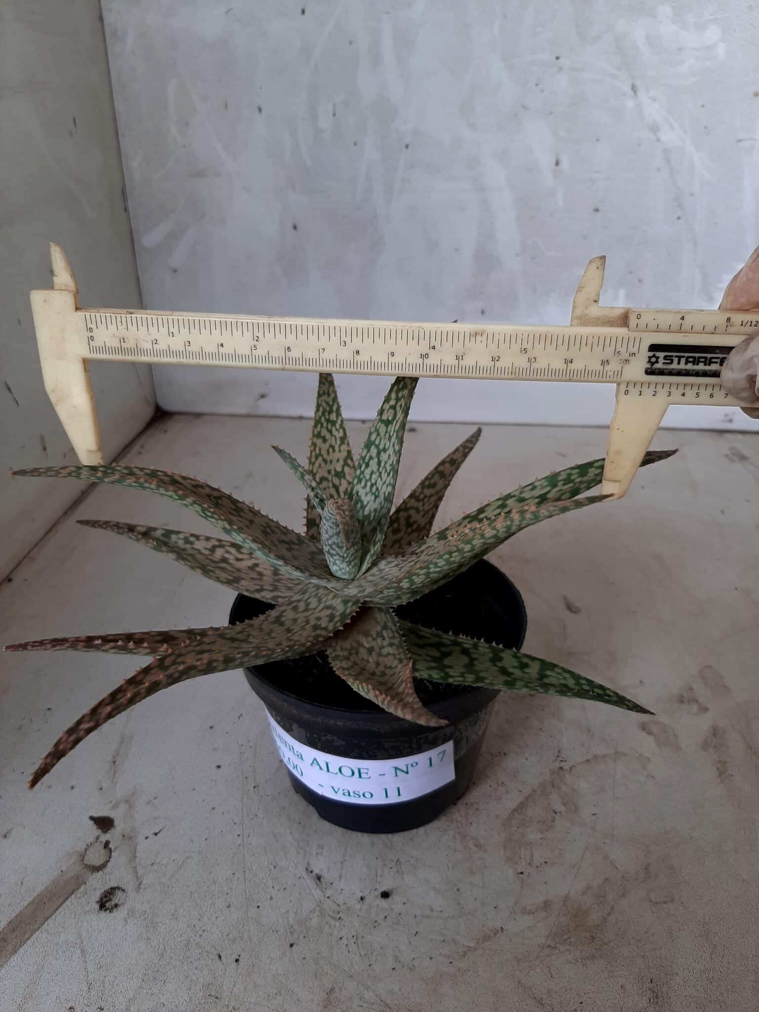SUCULENTA "ALOE" Nº 17 - vaso 11