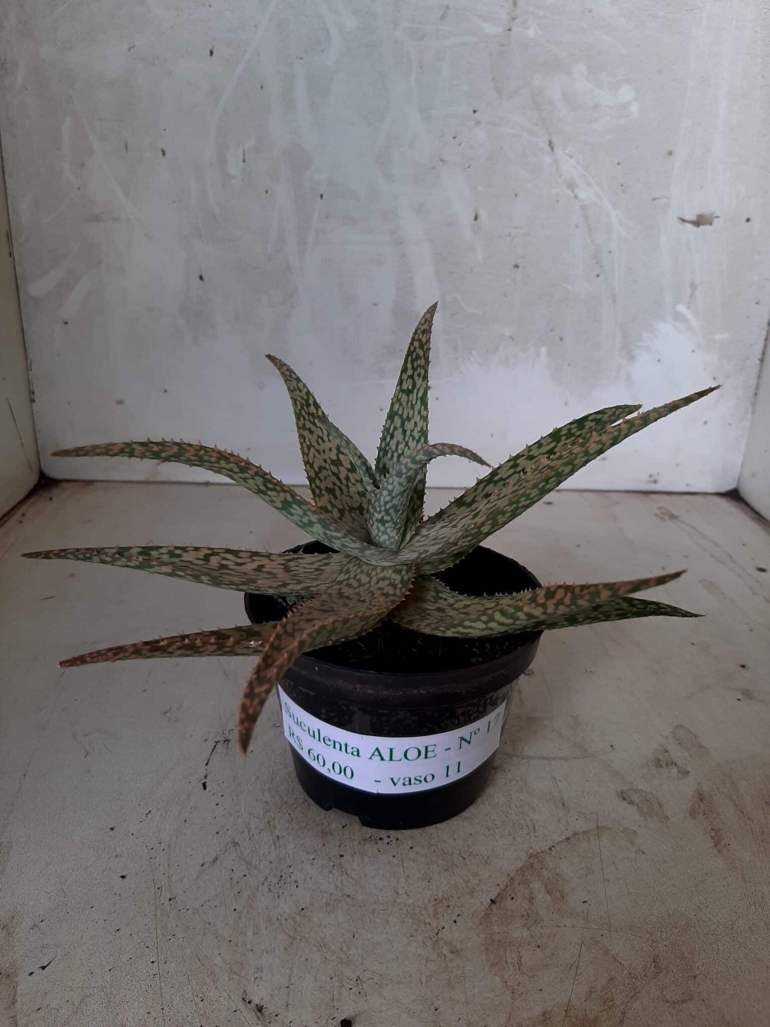 SUCULENTA "ALOE" Nº 17 - vaso 11