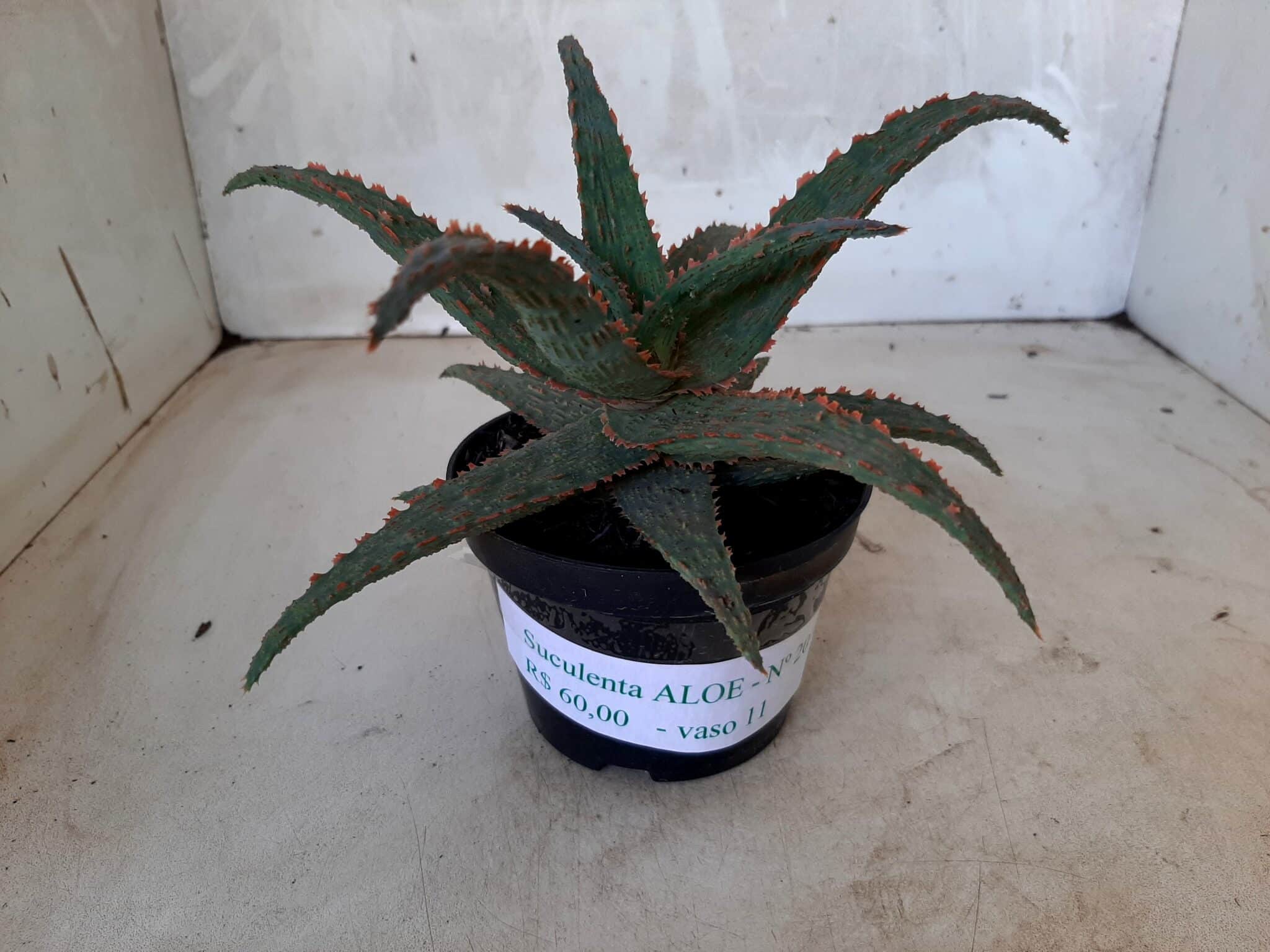 SUCULENTA "ALOE" Nº 20 - vaso 11