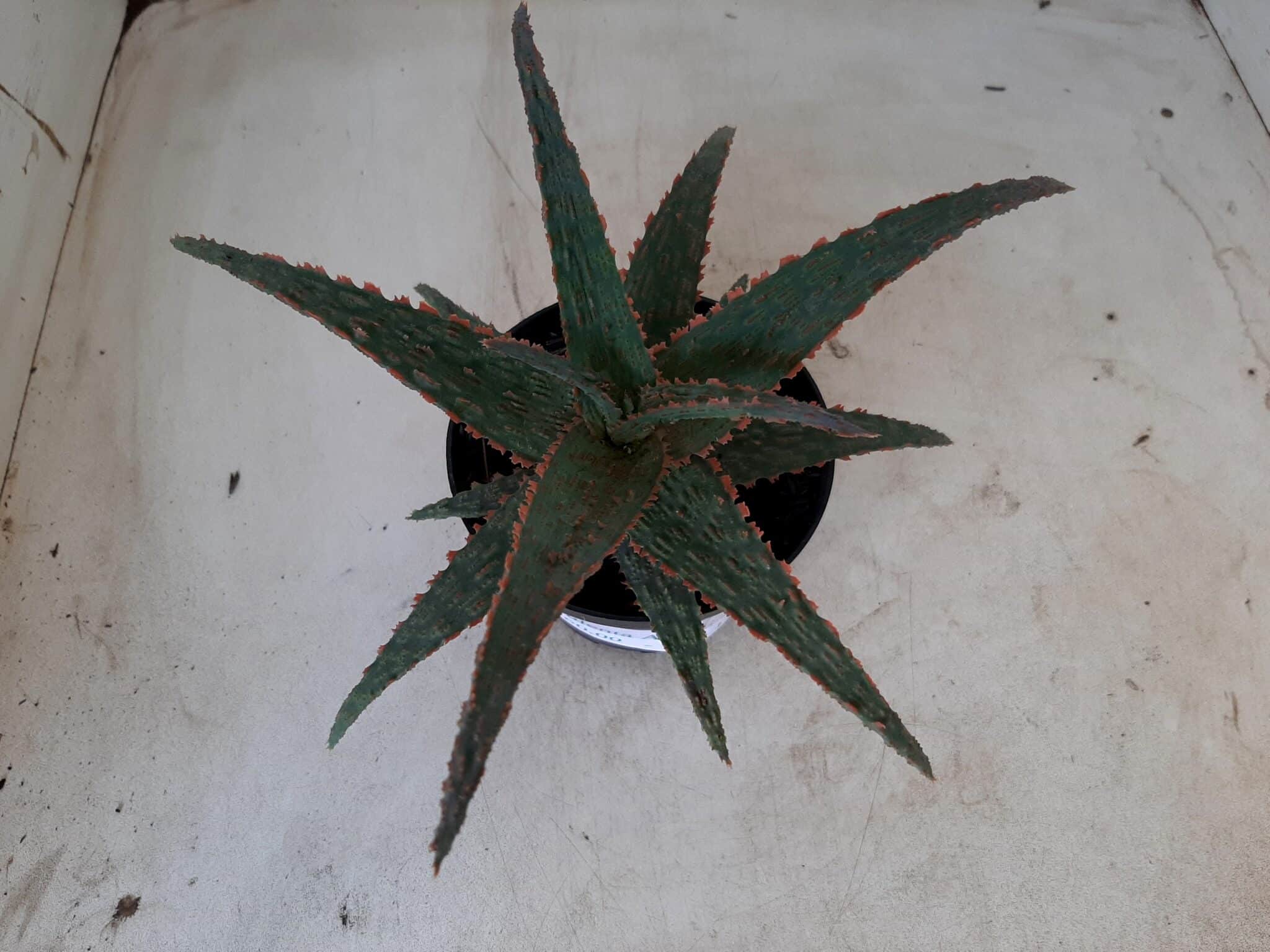 SUCULENTA "ALOE" Nº 20 - vaso 11