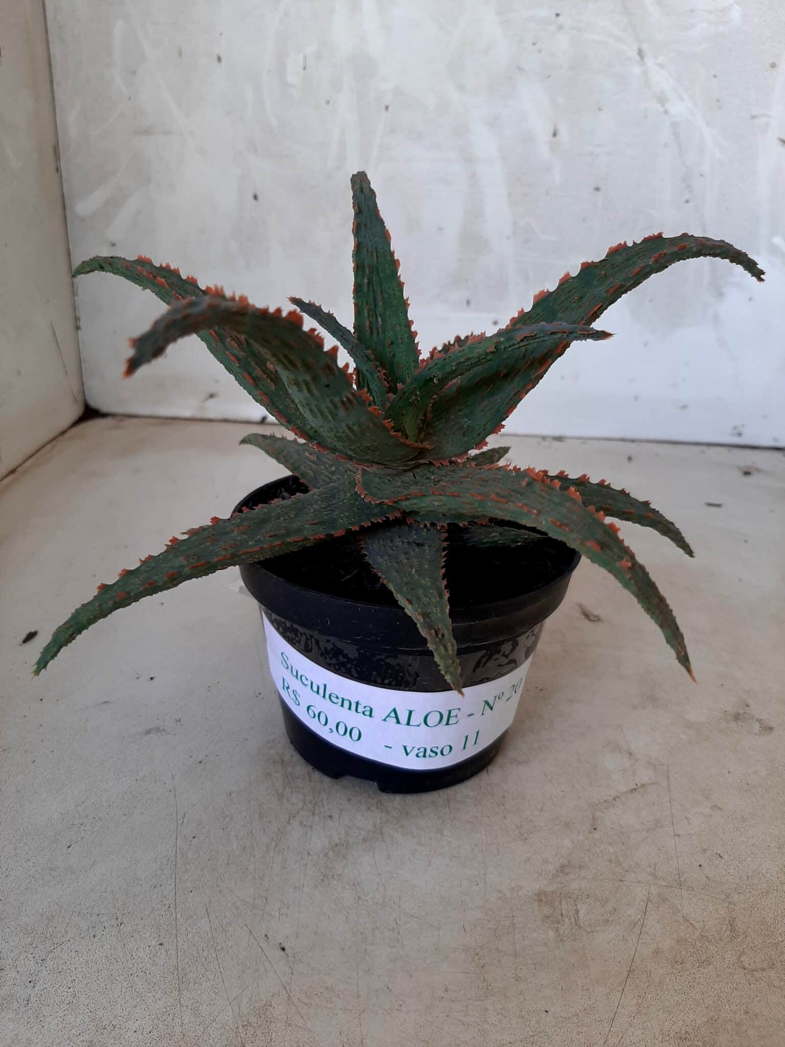 SUCULENTA "ALOE" Nº 20 - vaso 11