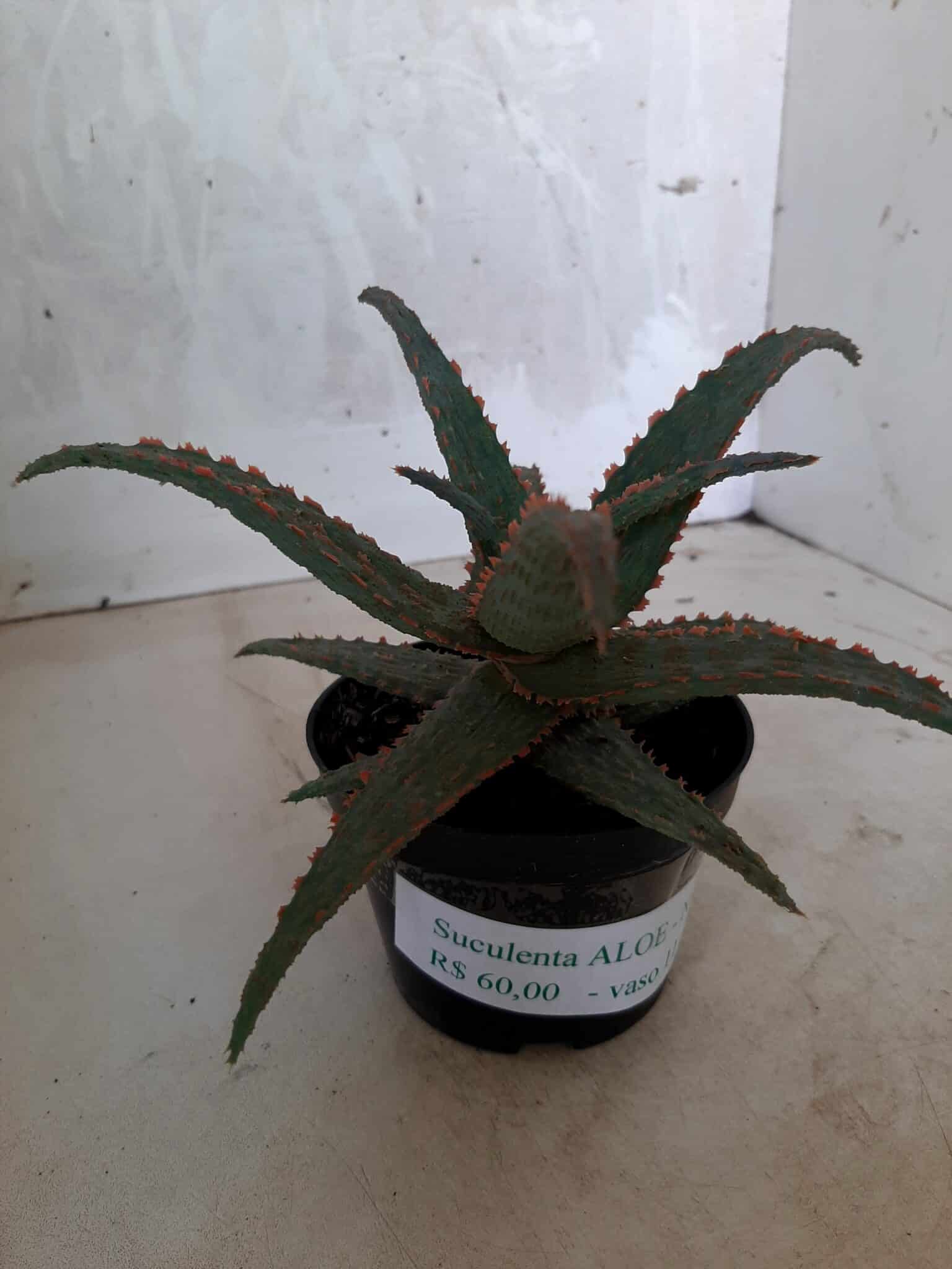 SUCULENTA "ALOE" Nº 20 - vaso 11