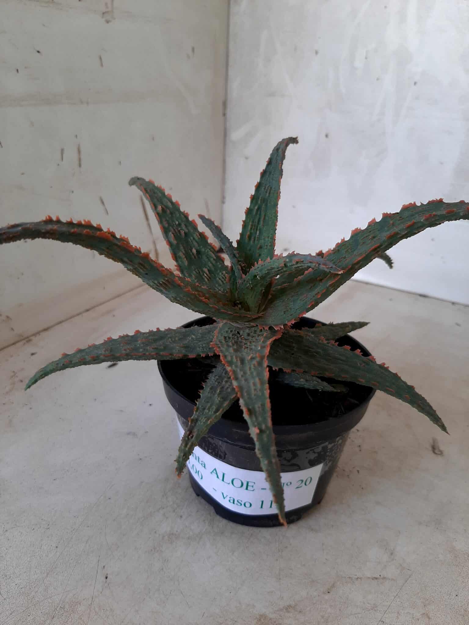SUCULENTA "ALOE" Nº 20 - vaso 11