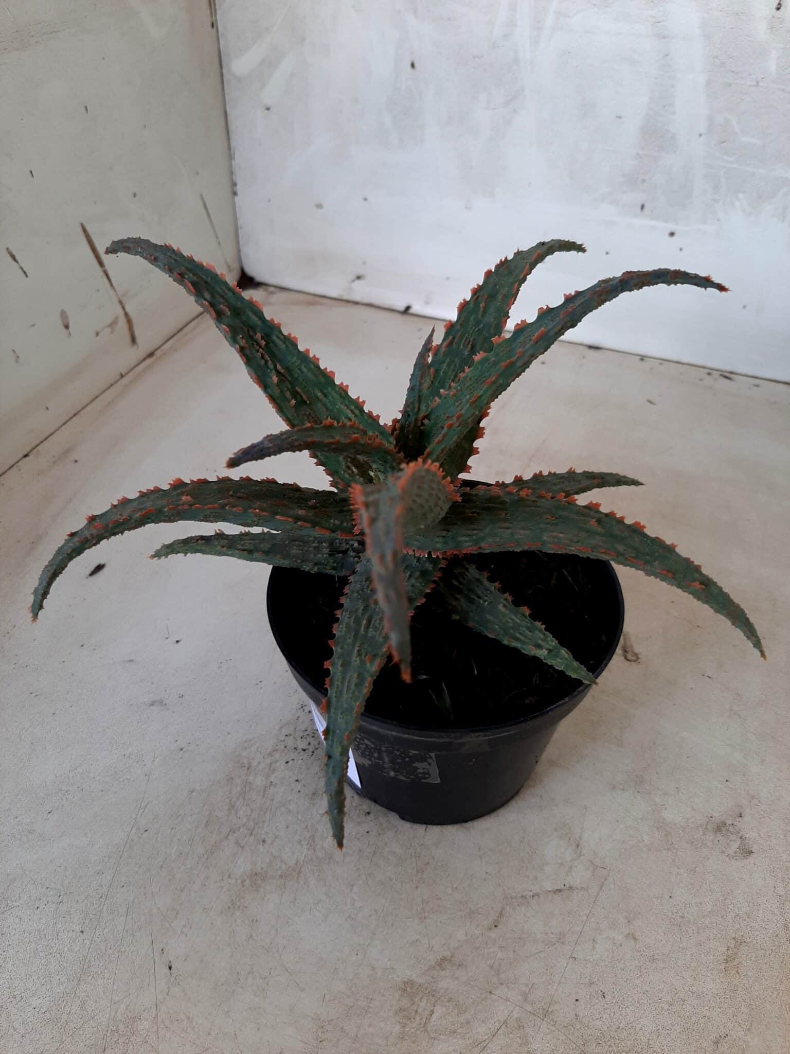 SUCULENTA "ALOE" Nº 20 - vaso 11
