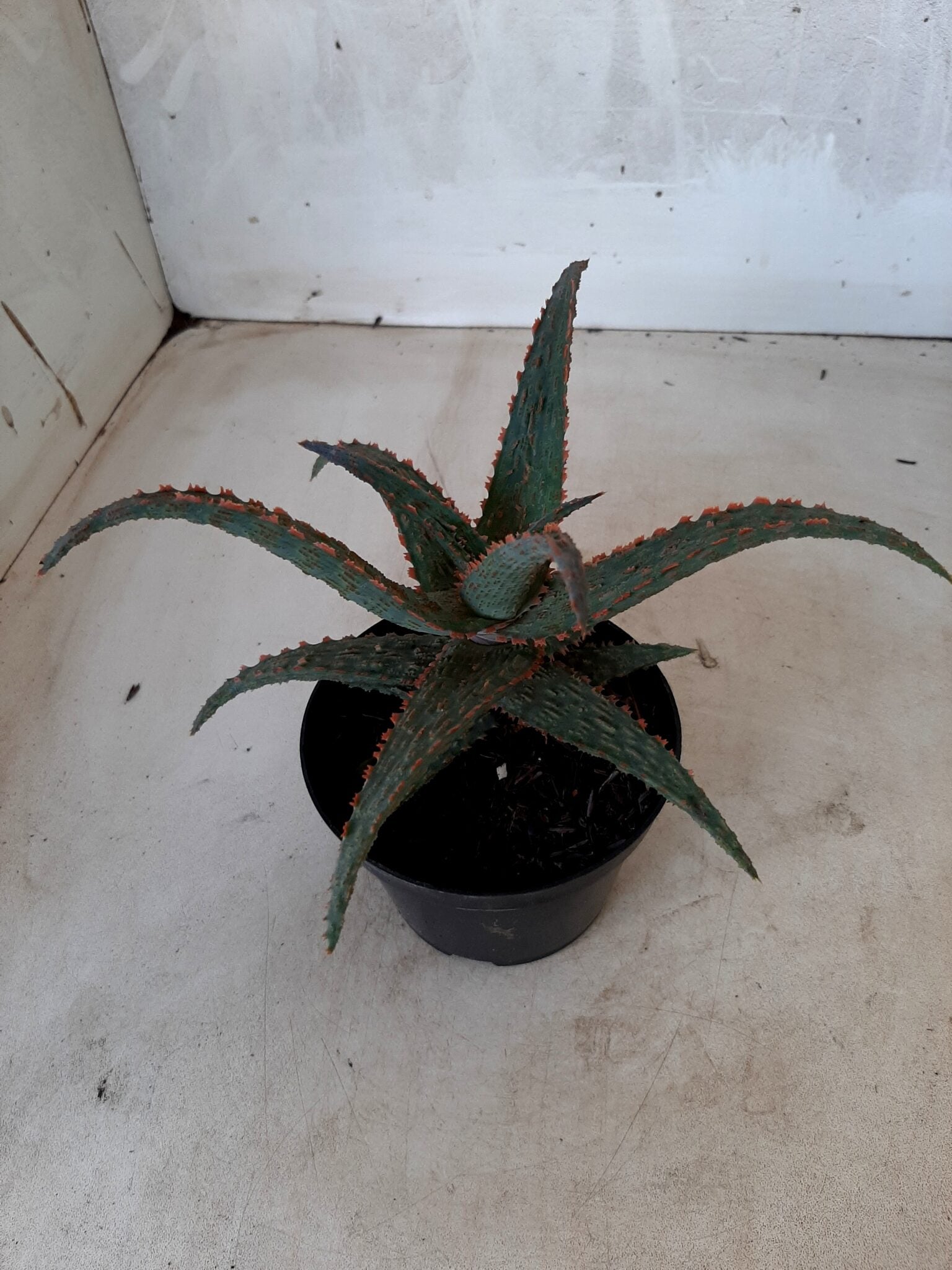 SUCULENTA "ALOE" Nº 20 - vaso 11