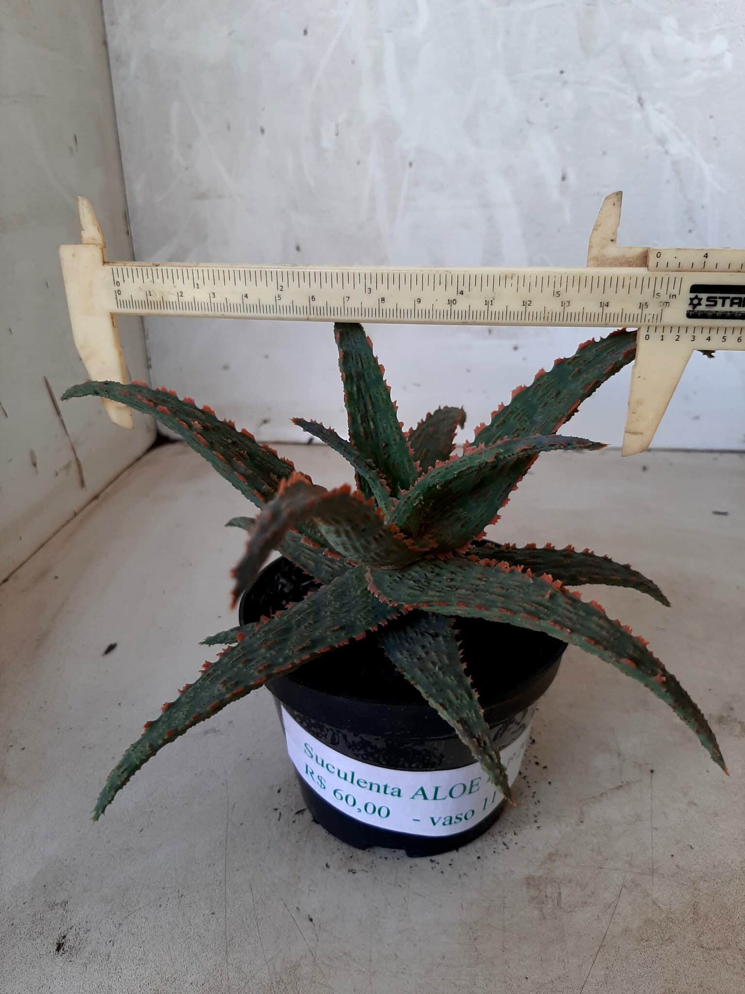 SUCULENTA "ALOE" Nº 20 - vaso 11