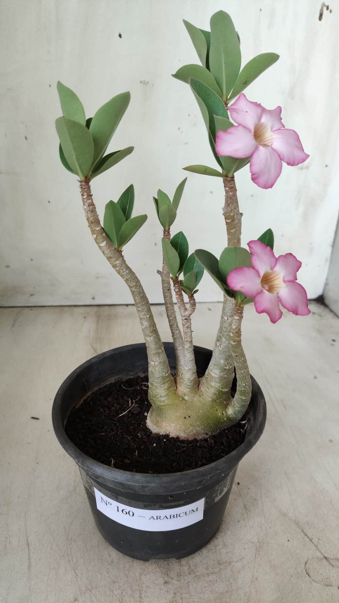Planta ARABICUM 160 – 30cm - Vaso 15