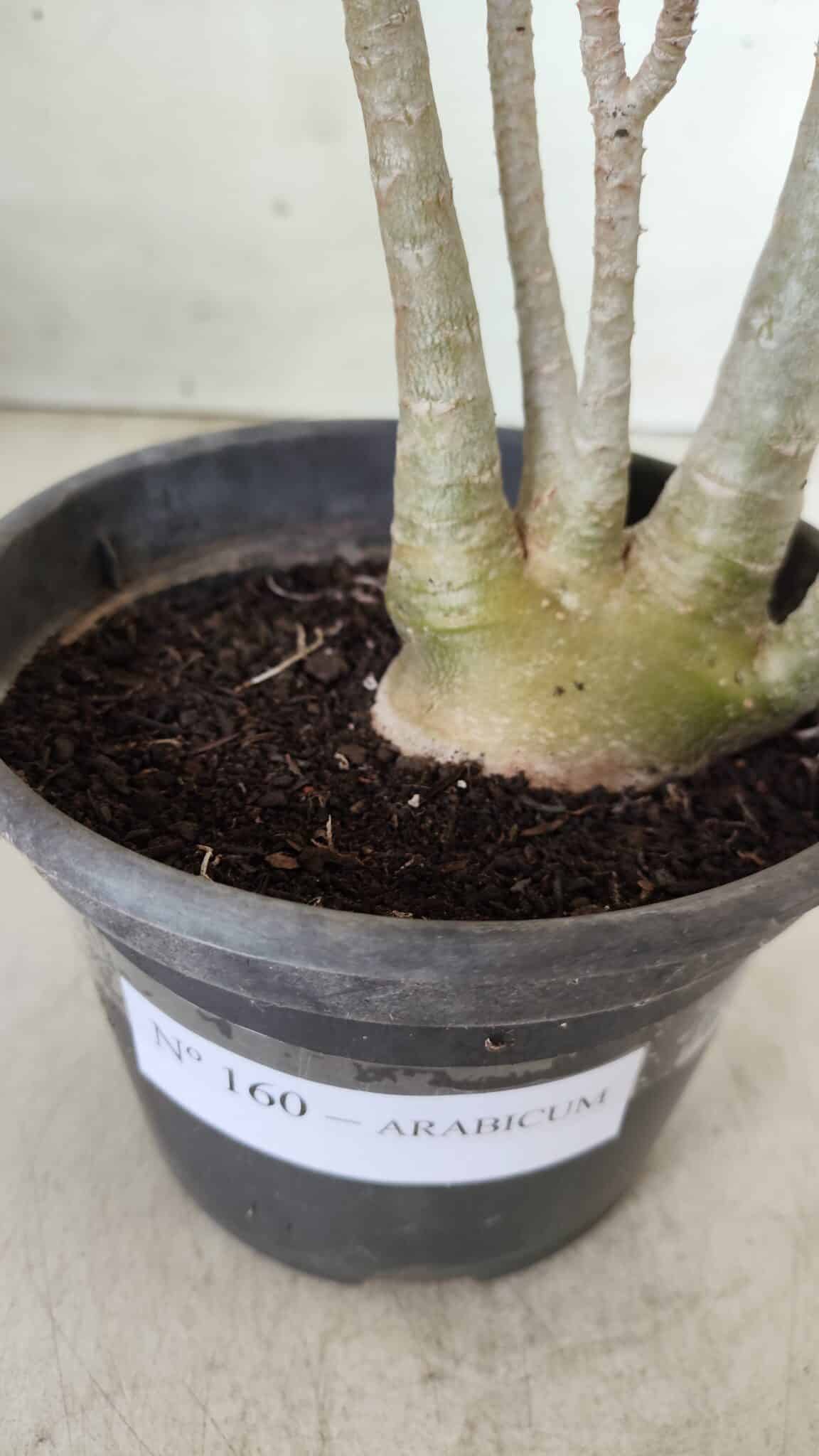 Planta ARABICUM 160 – 30cm - Vaso 15