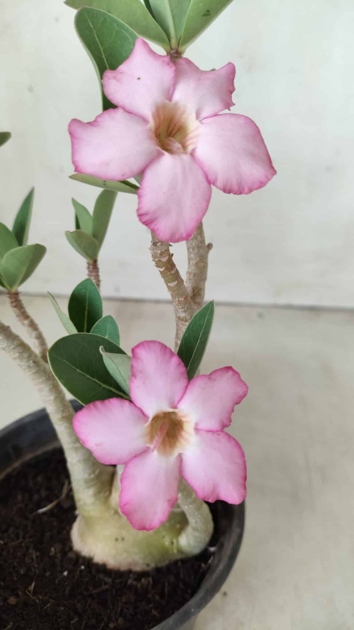 Planta ARABICUM 160 – 30cm - Vaso 15
