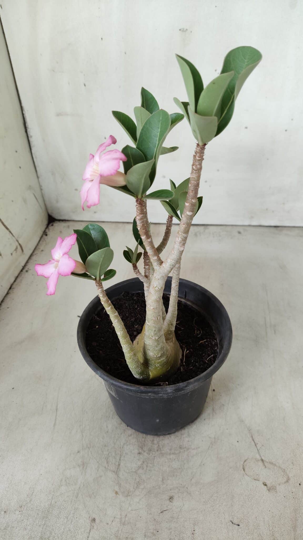 Planta ARABICUM 160 – 30cm - Vaso 15