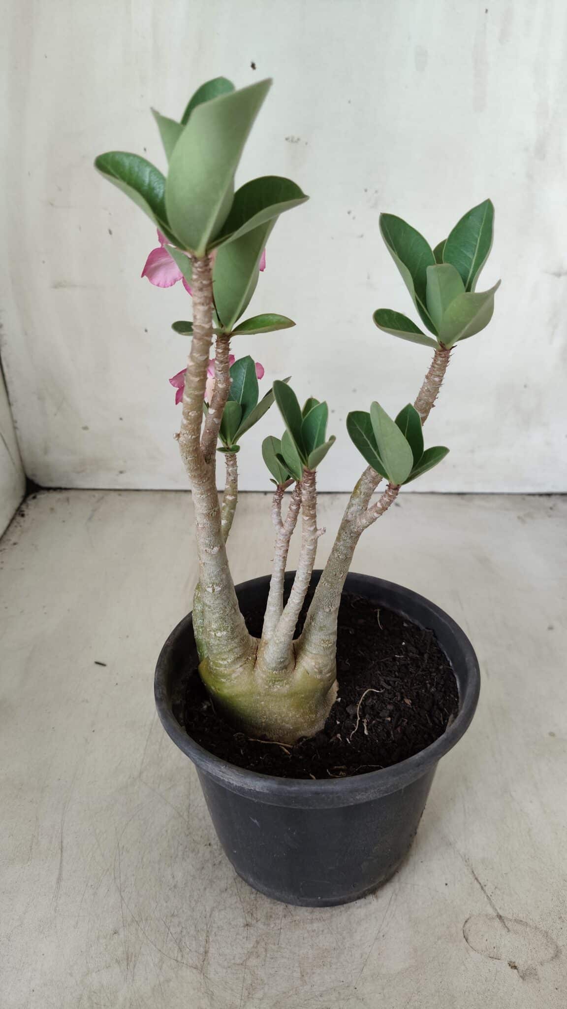 Planta ARABICUM 160 – 30cm - Vaso 15