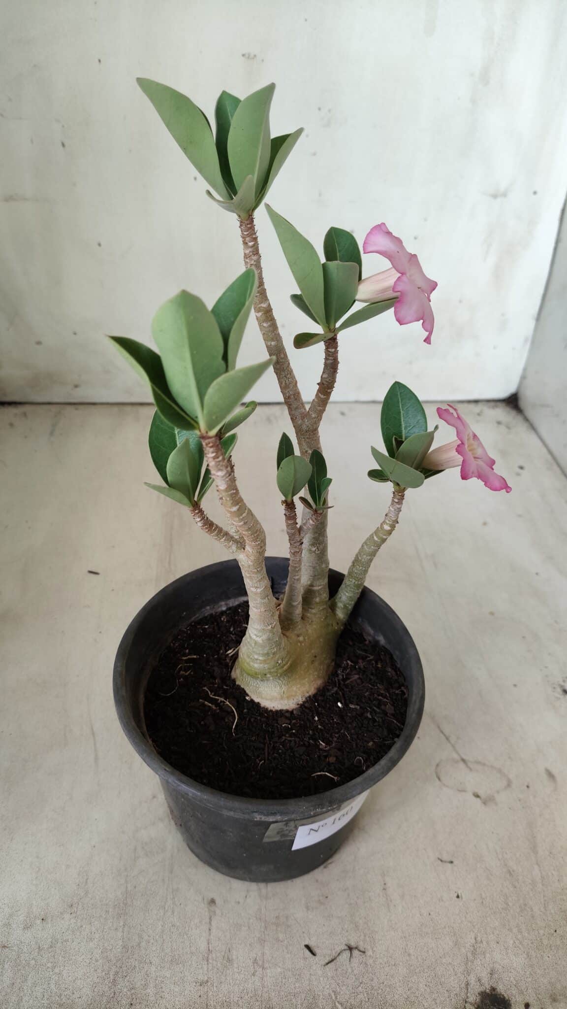 Planta ARABICUM 160 – 30cm - Vaso 15