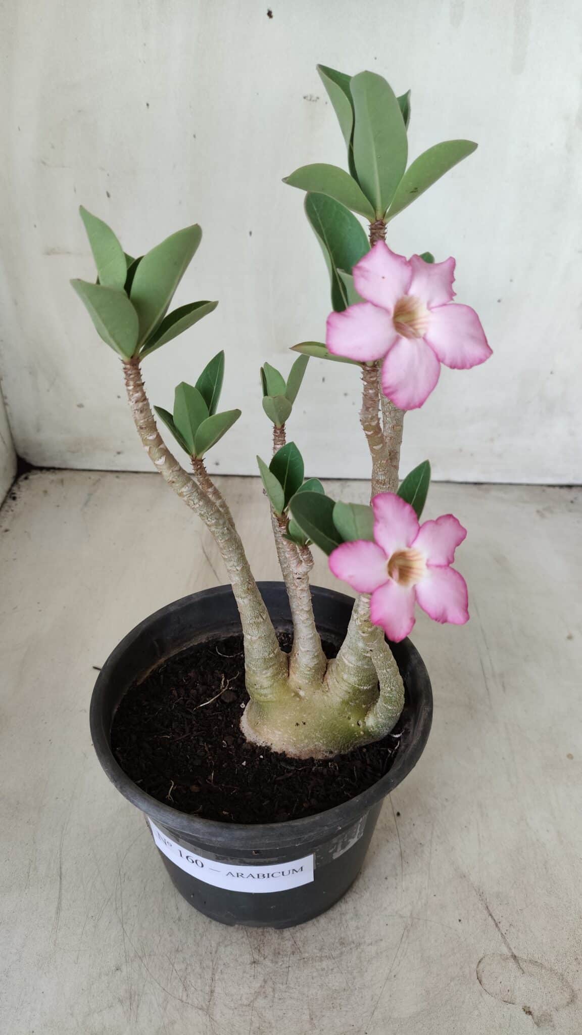 Planta ARABICUM 160 – 30cm - Vaso 15