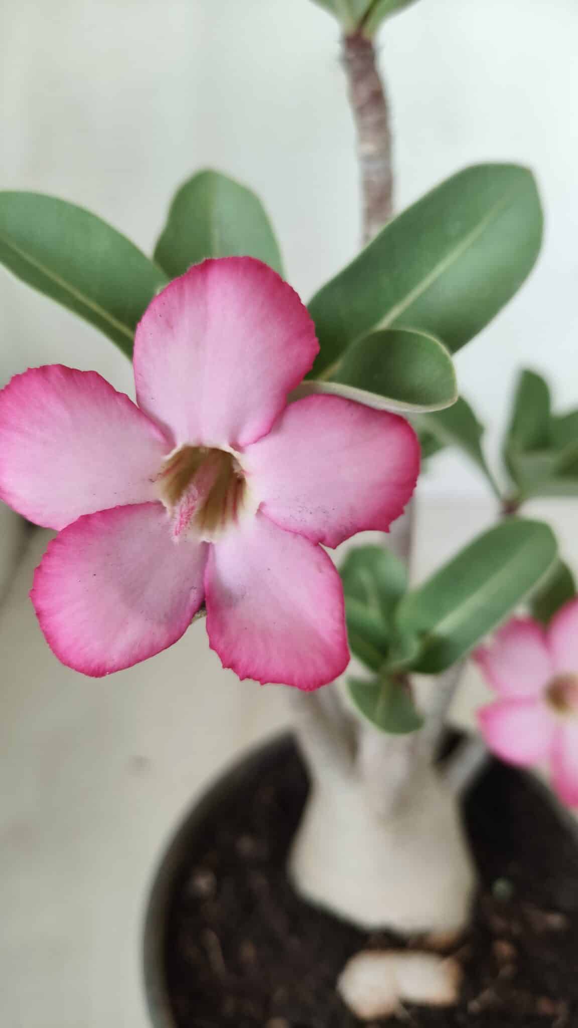 Planta ARABICUM 161 – 30cm - Vaso 15